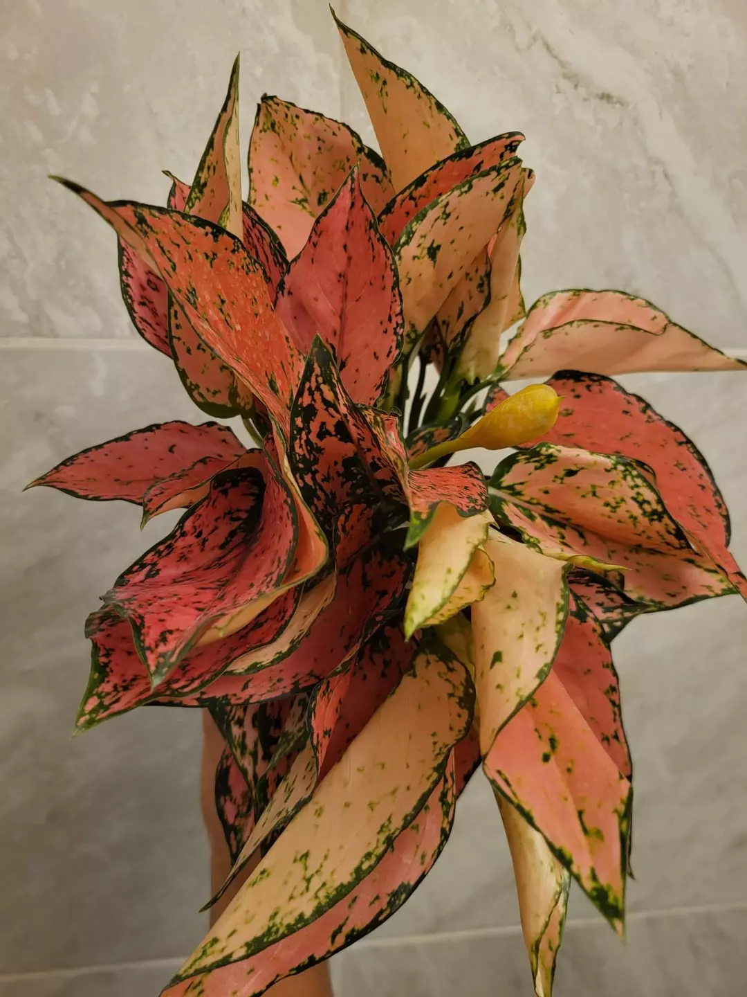 Aglaonema kham khun pink thumbnail