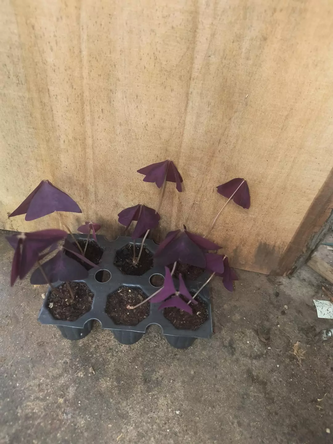 Oxalis triangularis sprouted corm thumbnail