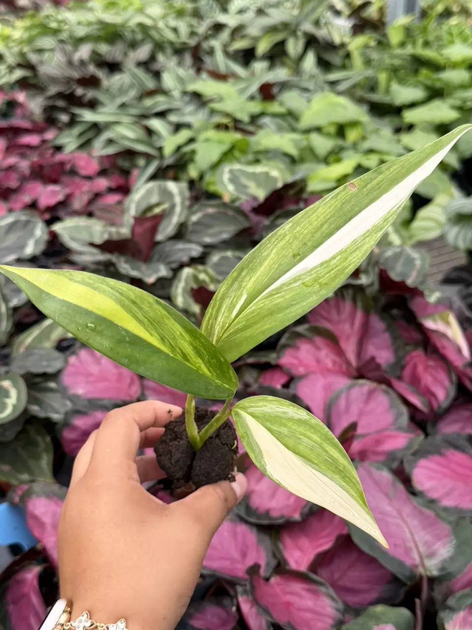 Epipremnum Amplisimum Variegated Specific Starter 8885HMP | F thumbnail
