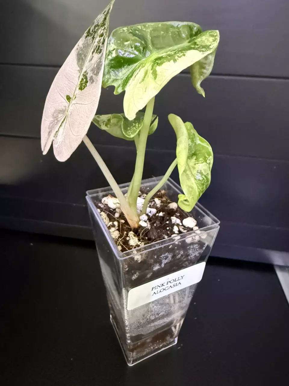 PINK POLLY ALOCASIA thumbnail