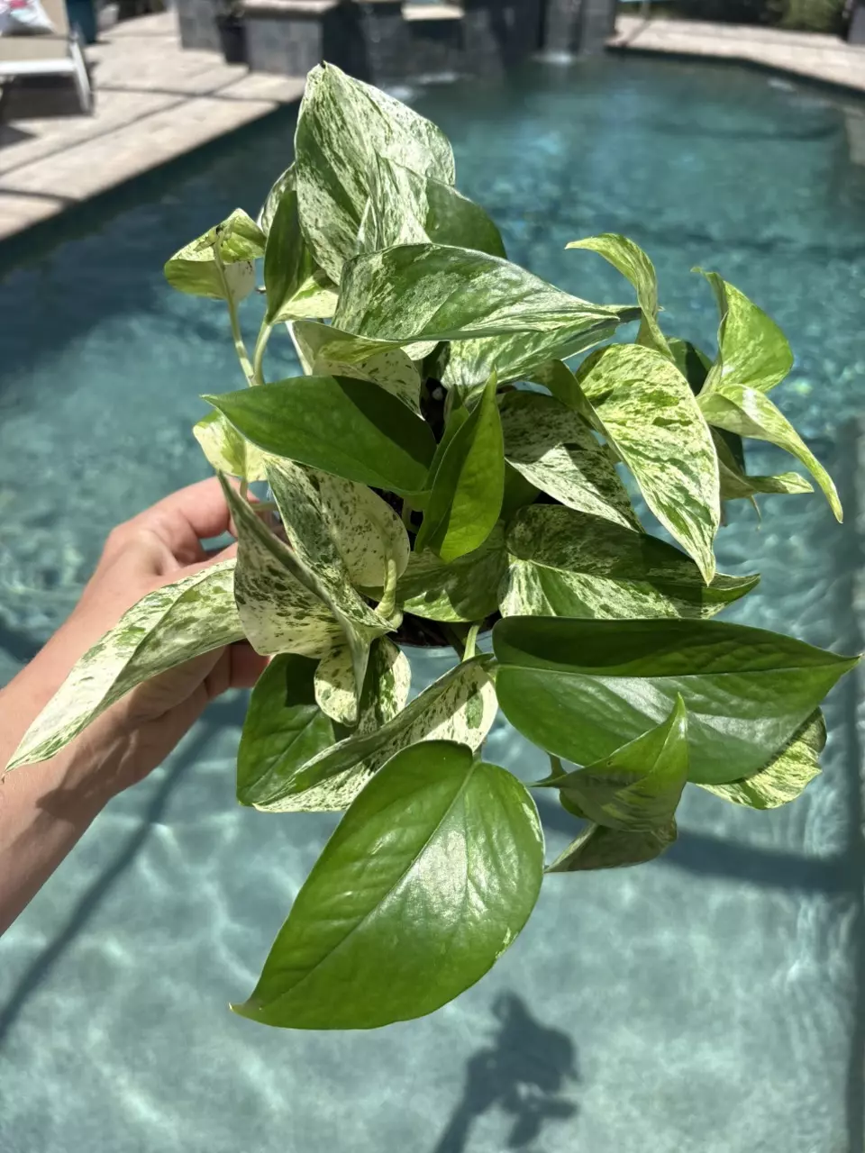 Marble Queen Pothos 281 thumbnail