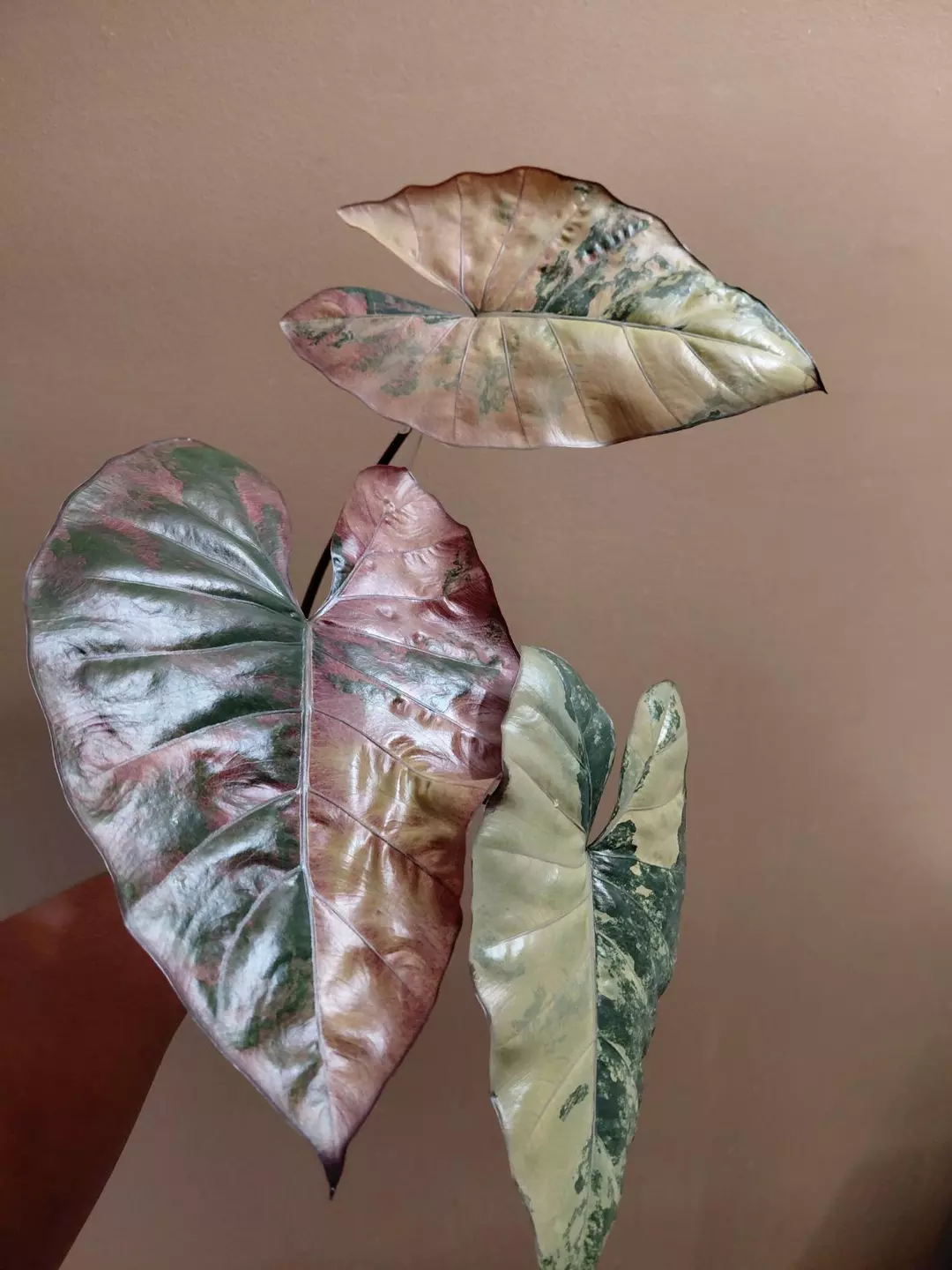Alocasia Plumbea Pink Corming Size thumbnail