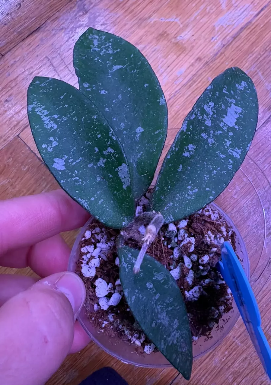 Hoya phuwuaensis thumbnail