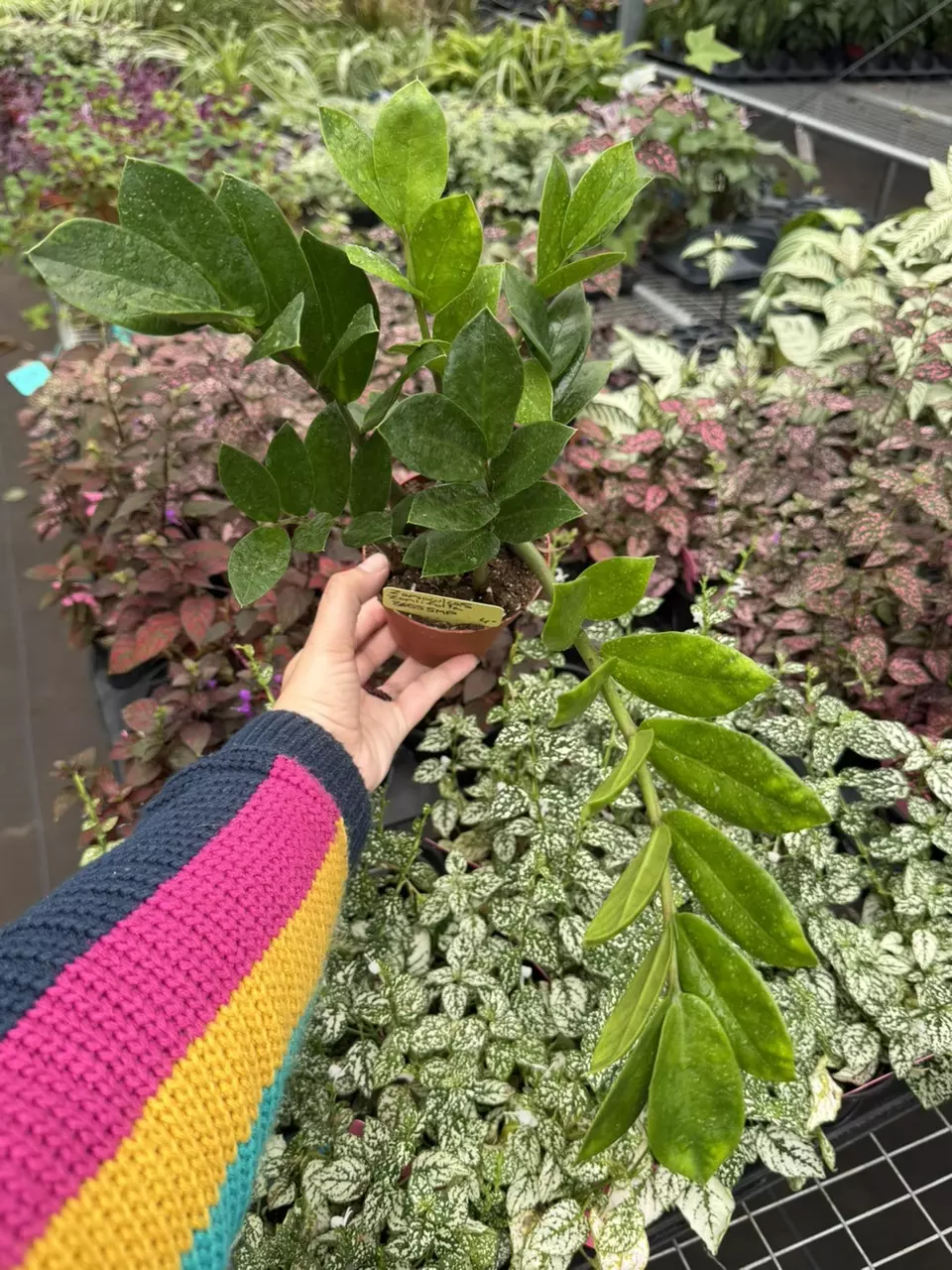 Zamioculcas Zamiifoila Specific 4” Pot 8655SMP | F thumbnail