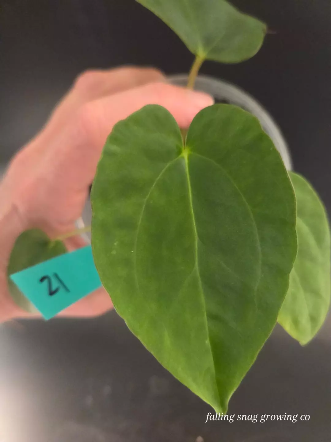 Anthurium NOID Theodore x RLFS F2 thumbnail