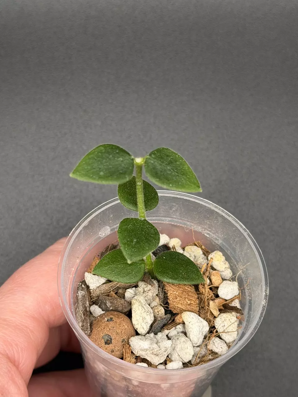 H. Chinghungensis thumbnail