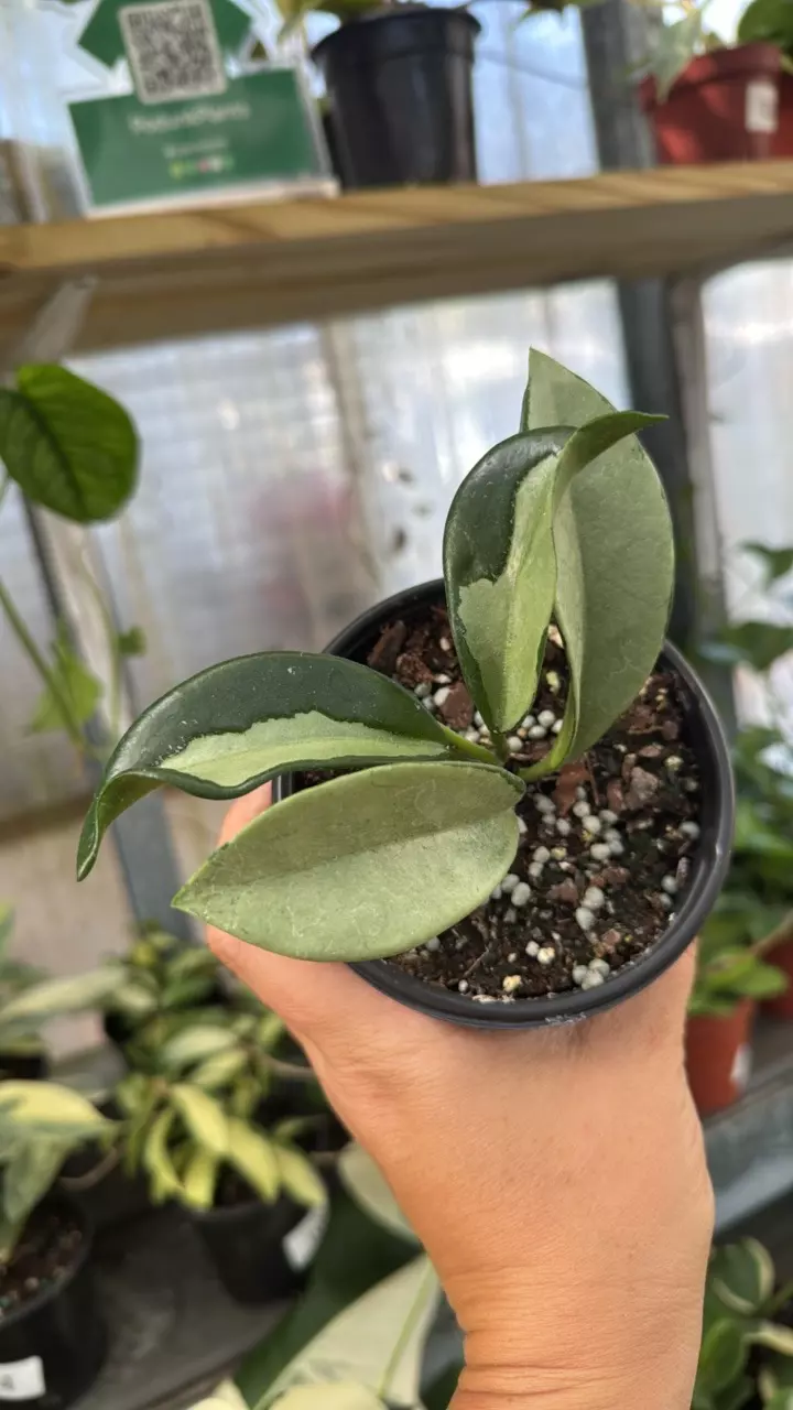 176 Hoya Silver Moon thumbnail