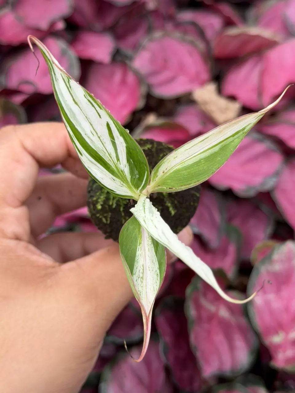 Musa Aeae Albo Specific Starter 8888HMP | F thumbnail