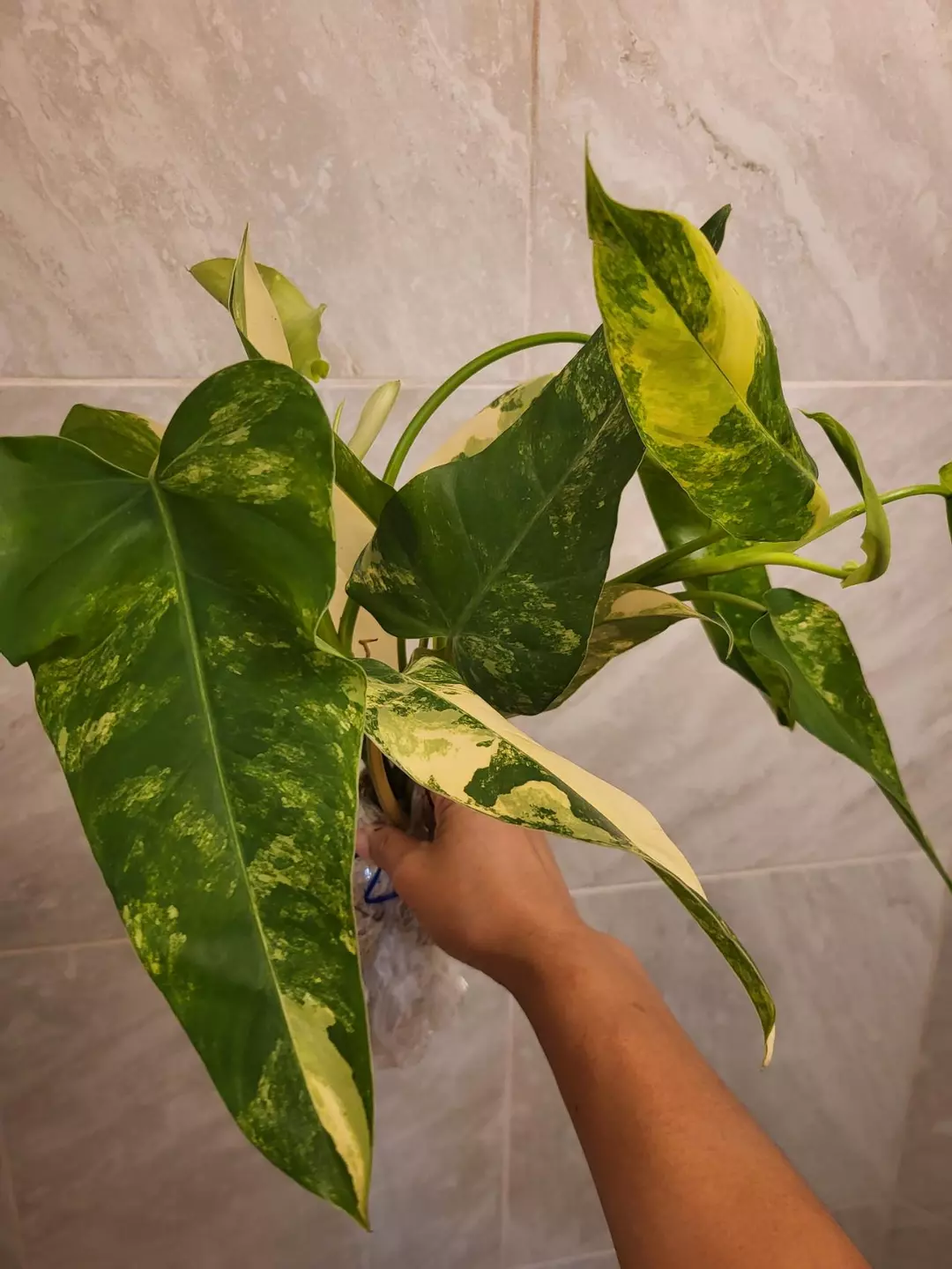 Philodendron domesticum variegated ( cutting) thumbnail