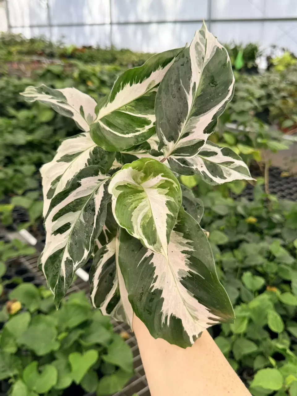 Calathea Stella Specific 4” Pot 8757FEP | F thumbnail