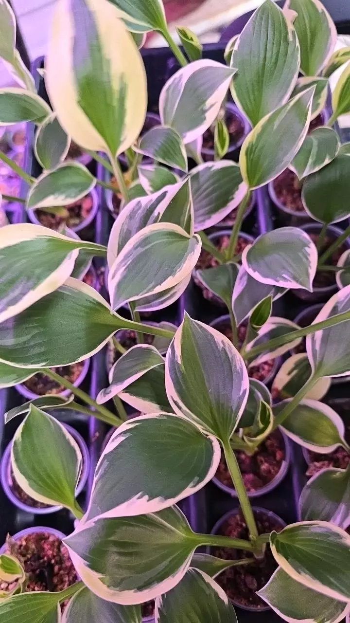 2in Hosta var thumbnail