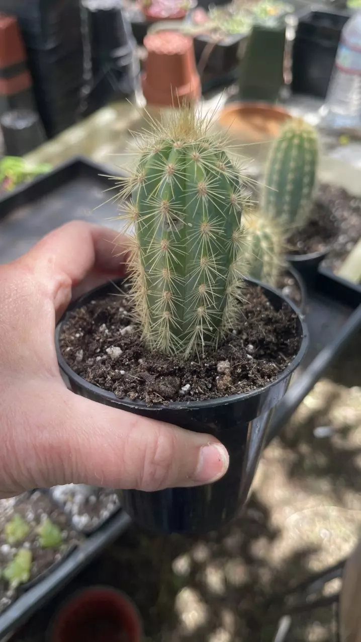 Cleistocactus Blue Torch, 3” thumbnail