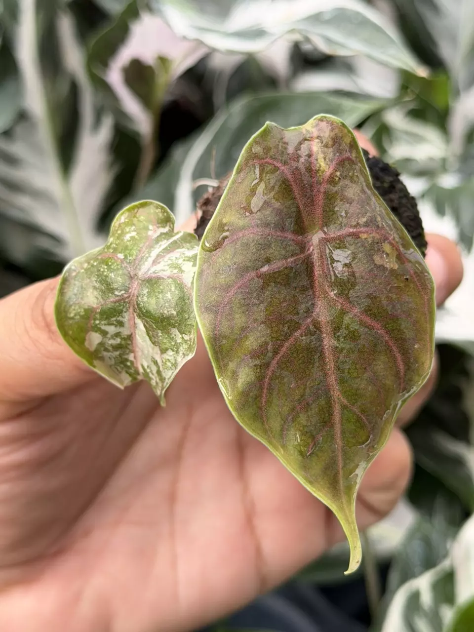 Alocasia Pink Variegated Azlanii Specific Starter 8892HMP | F thumbnail
