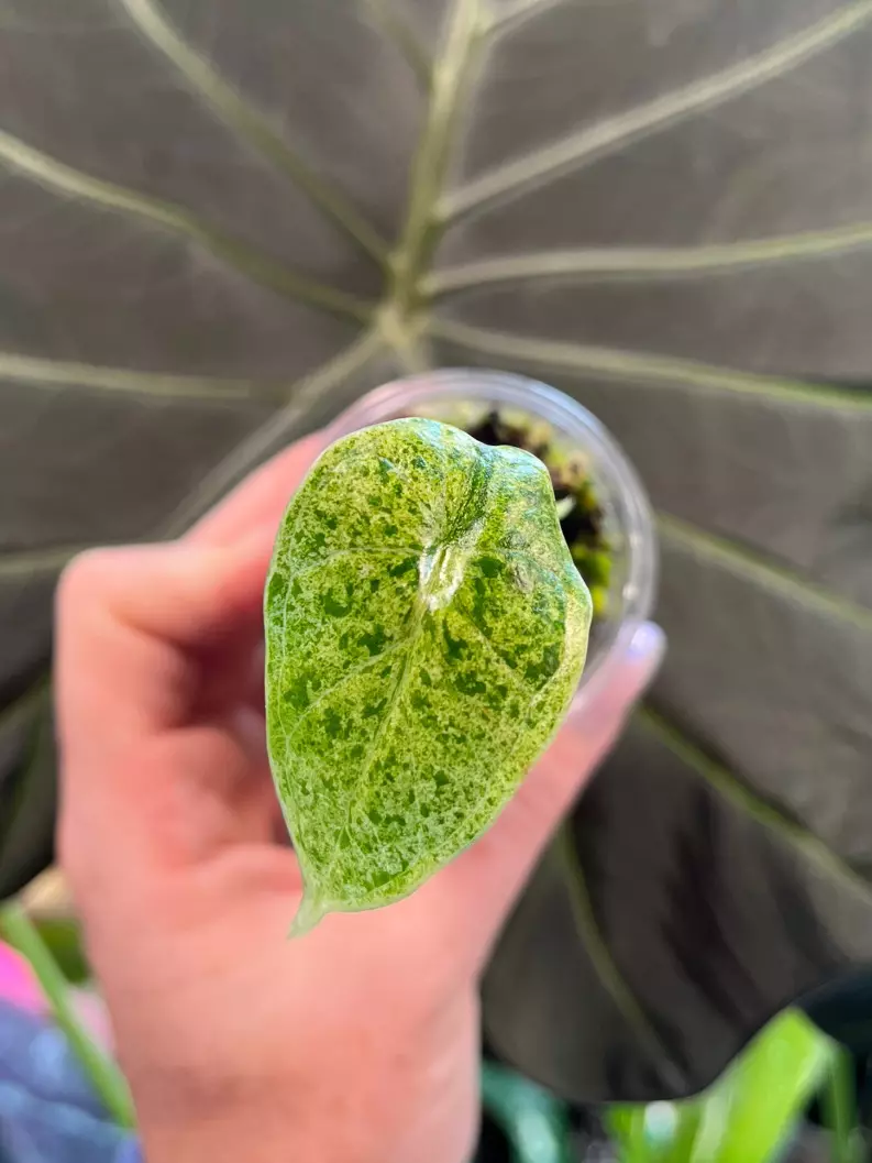 Dragonscale Mint thumbnail