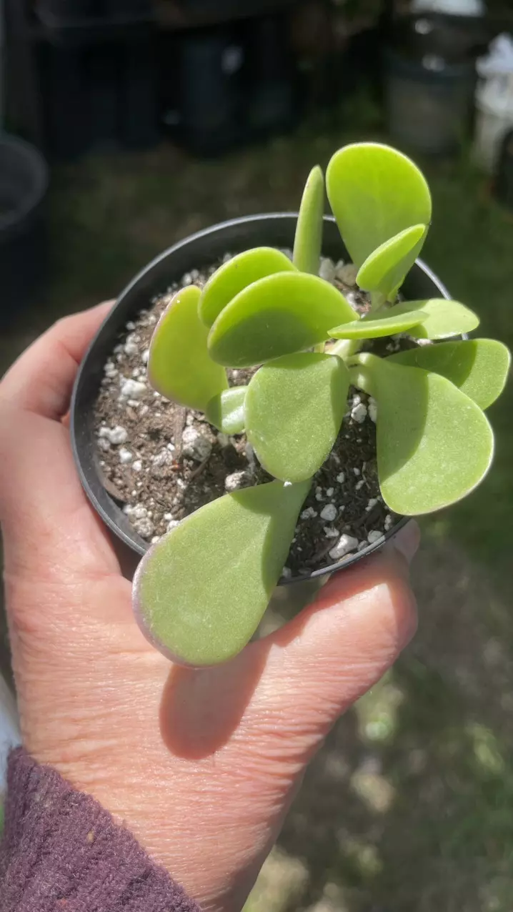 Senecio Jacobsenii, Trailing Jade 3” thumbnail