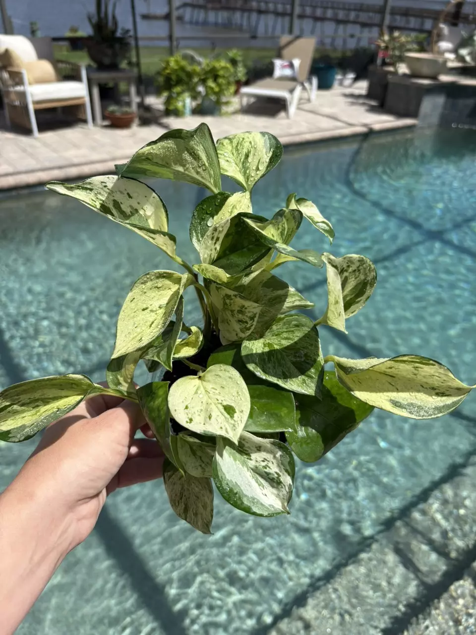 Manjula Pothos 305 thumbnail