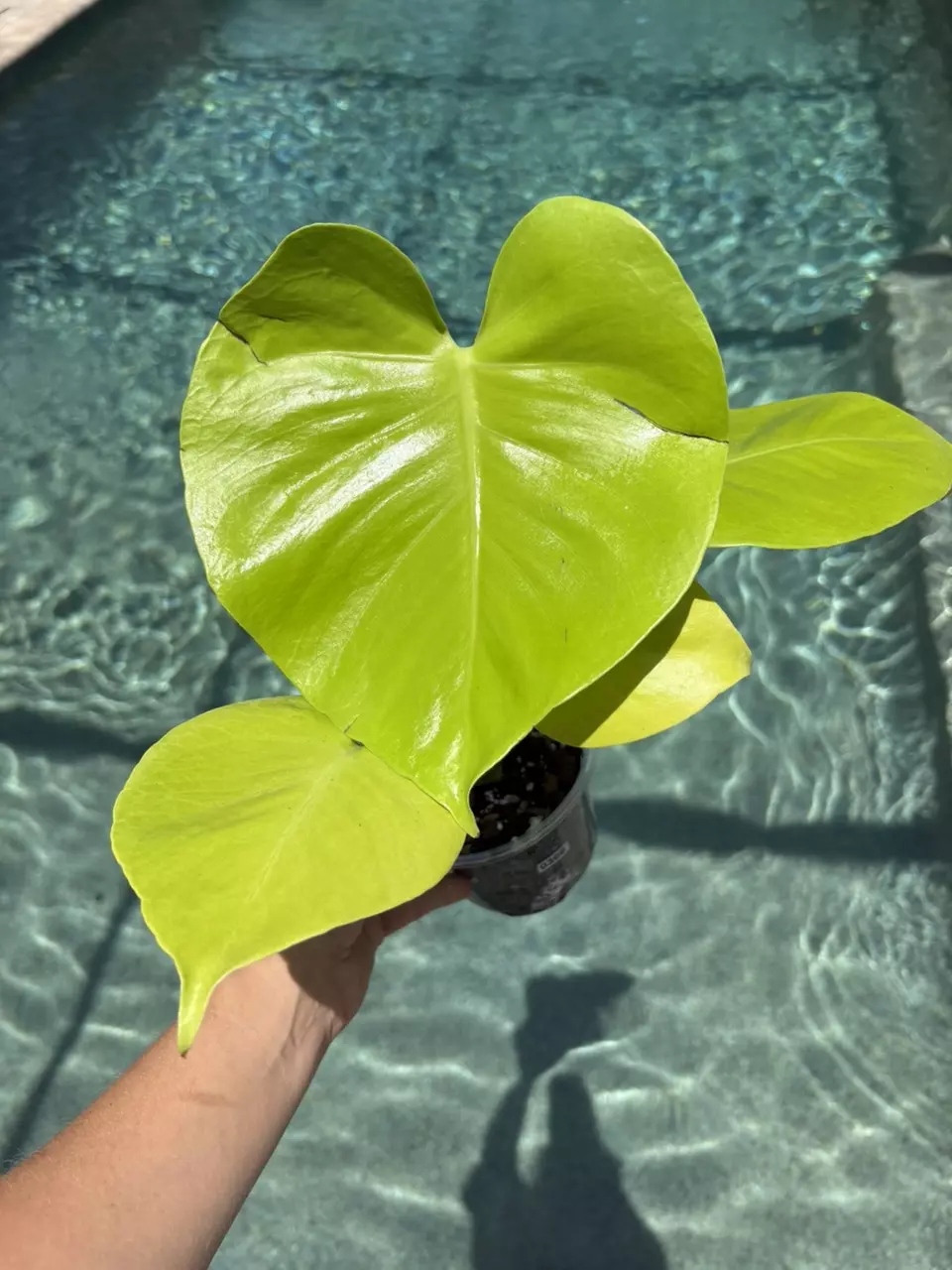 Lemon Lime Monstera 306 thumbnail