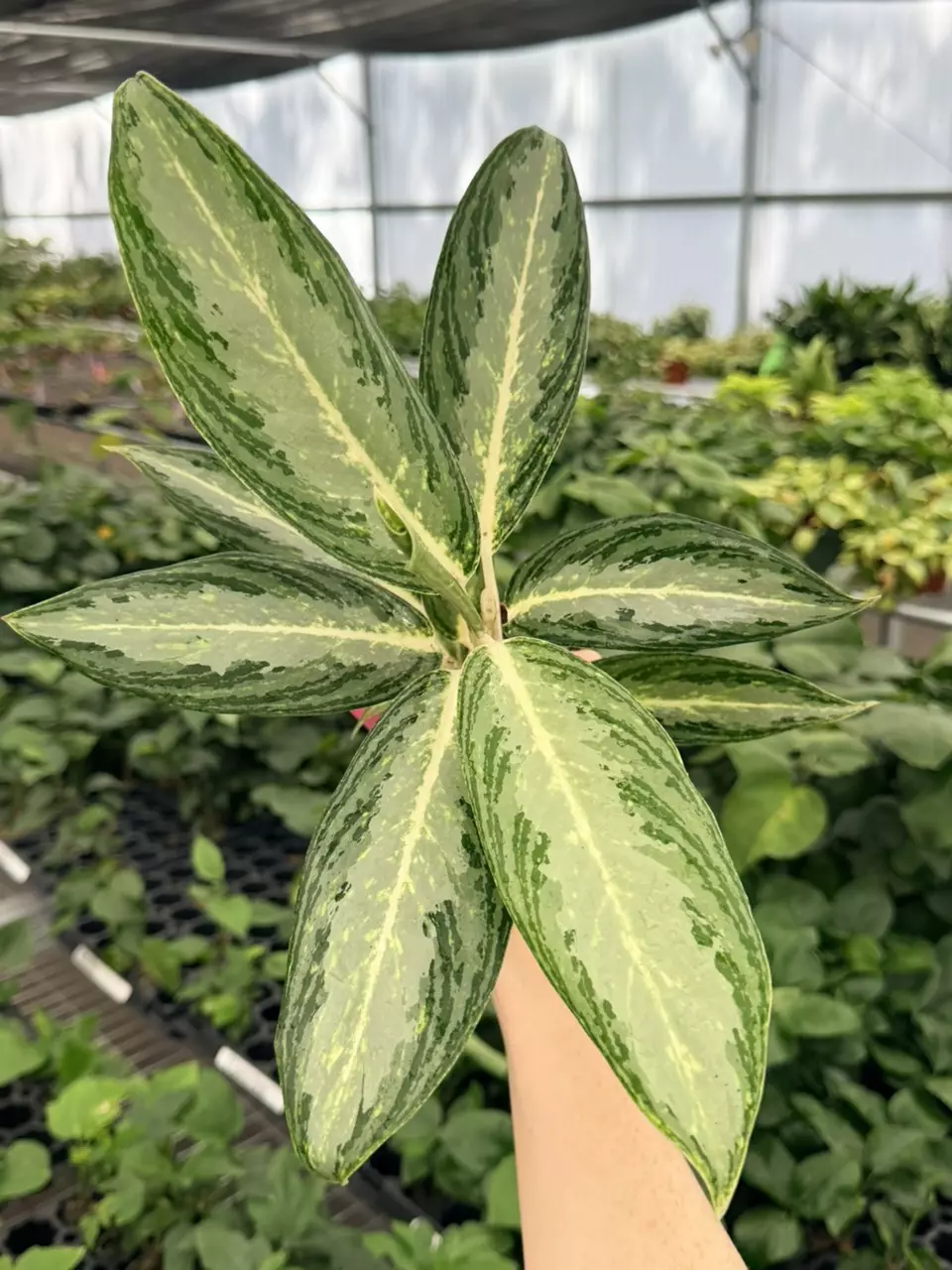 Algaonema White Rain Specific 4” Pot 8758FEP | F thumbnail