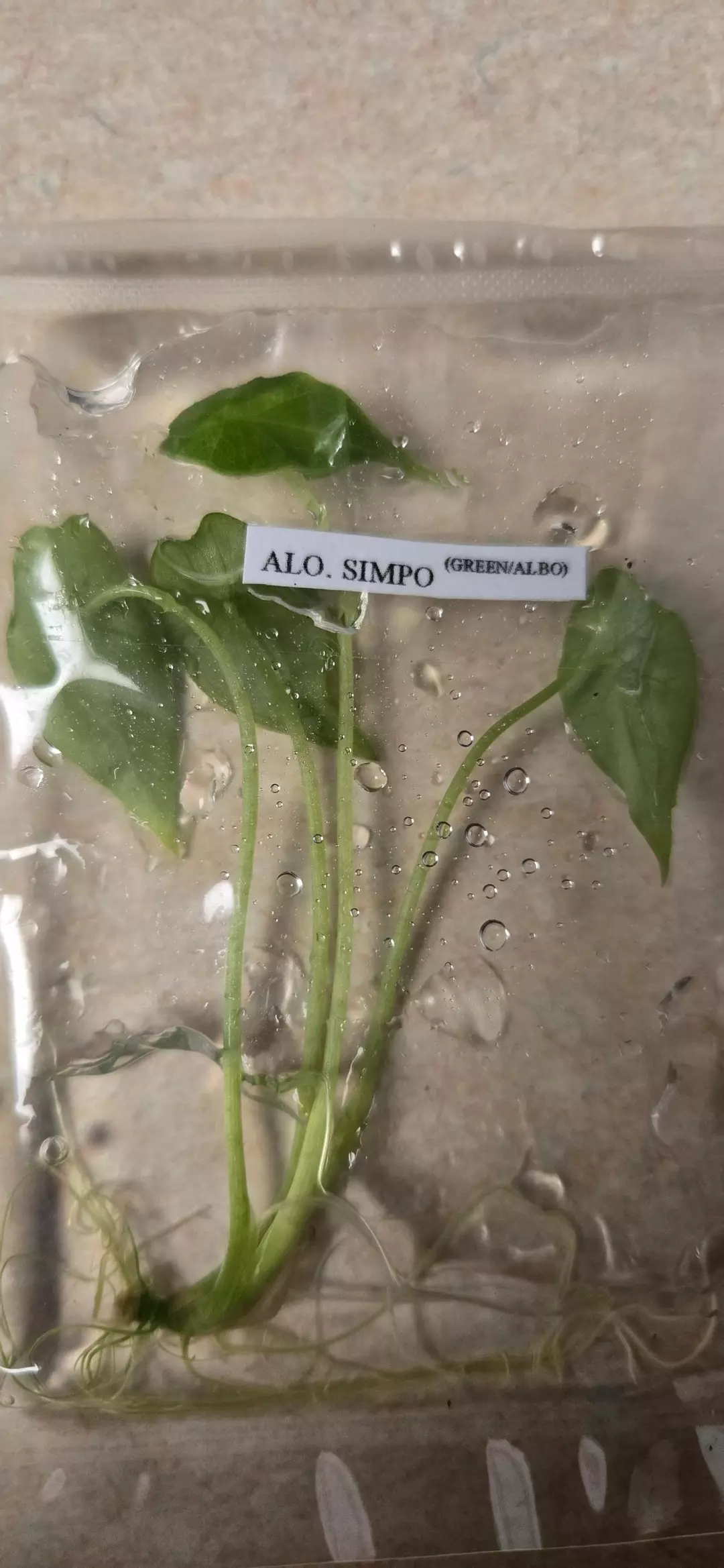 Simpo Albo Alocasia thumbnail