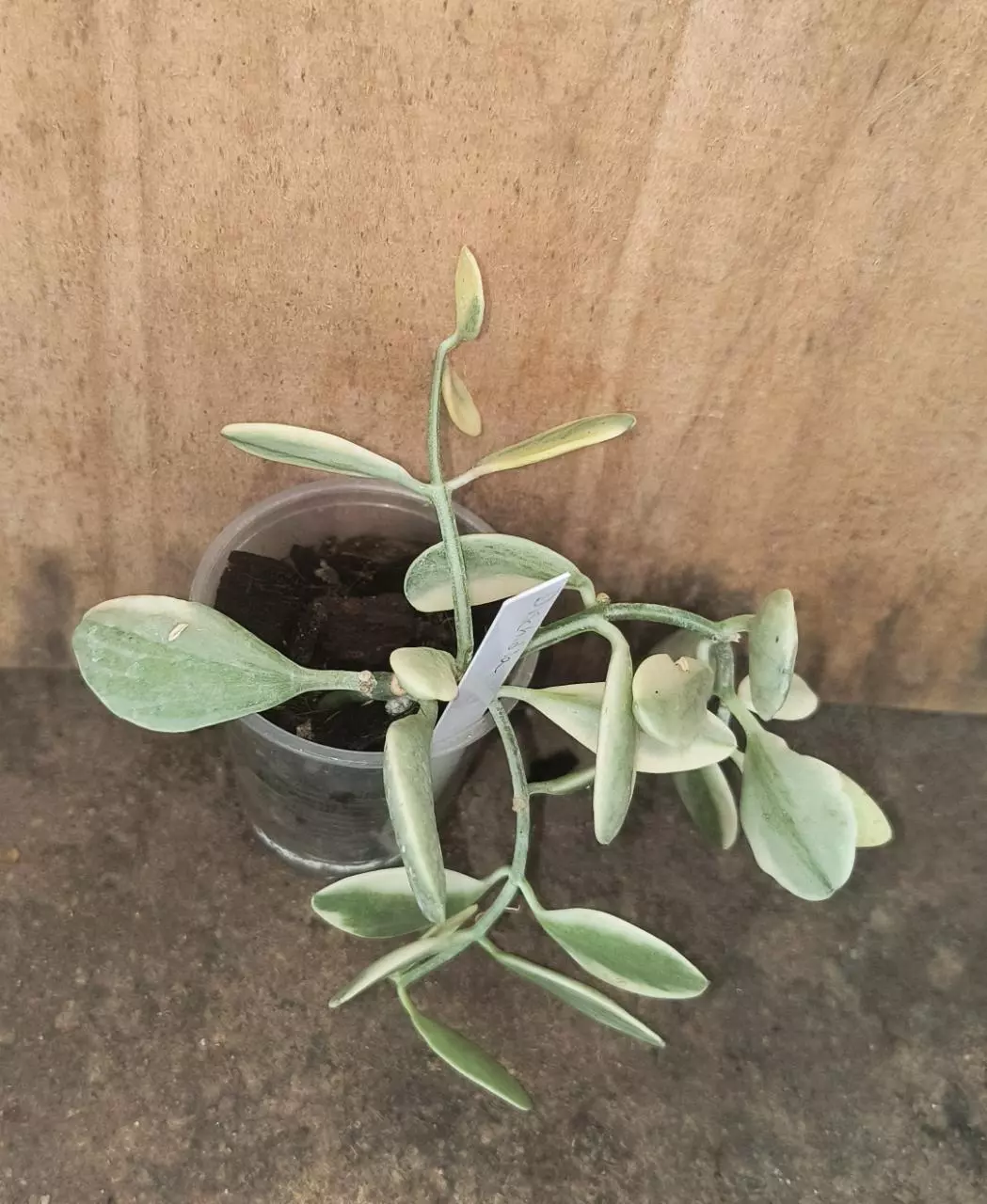 Variegated dischidia thumbnail