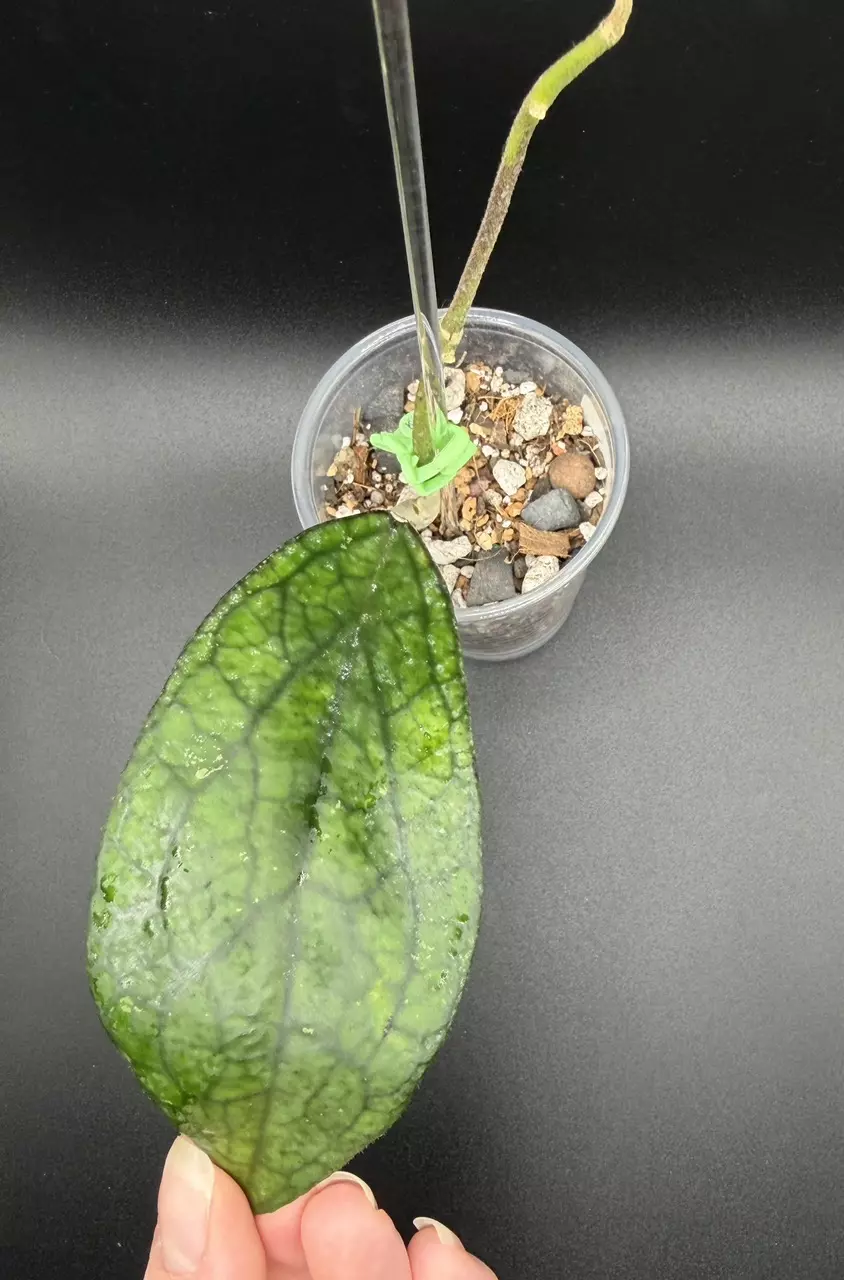 H. Finlaysonii thumbnail