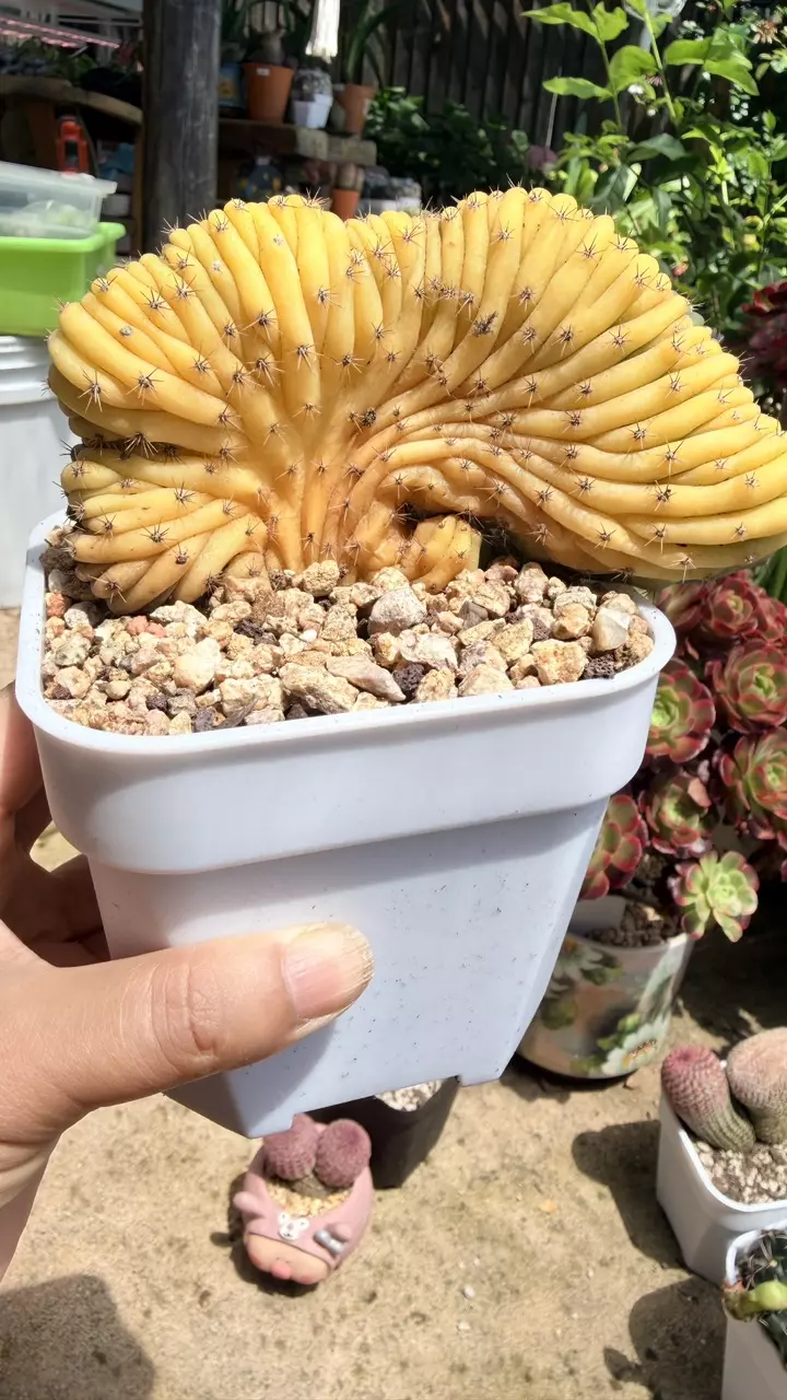 Stenocereus cv. cristata thumbnail
