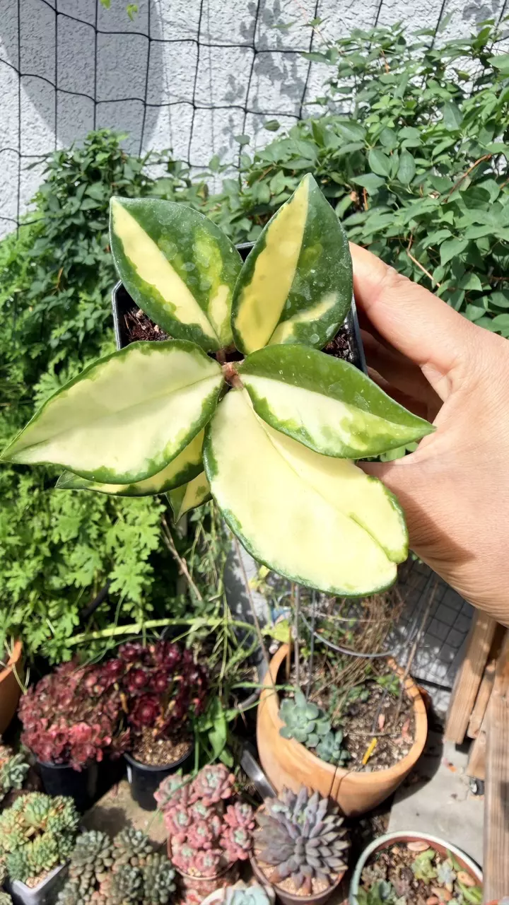 Hoya carnosa with inner variegation thumbnail
