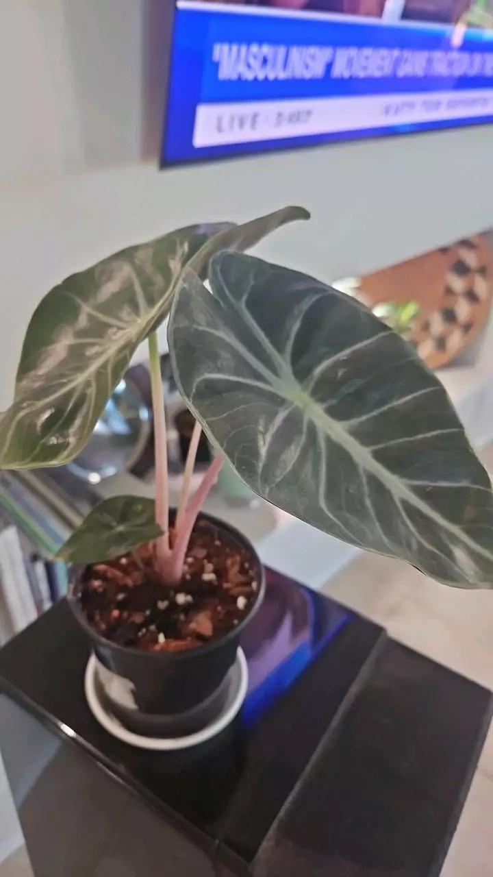 Alocasia Nairobi Night thumbnail