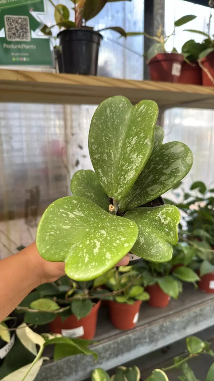 179 Hoya Kerrii Heart Splash thumbnail