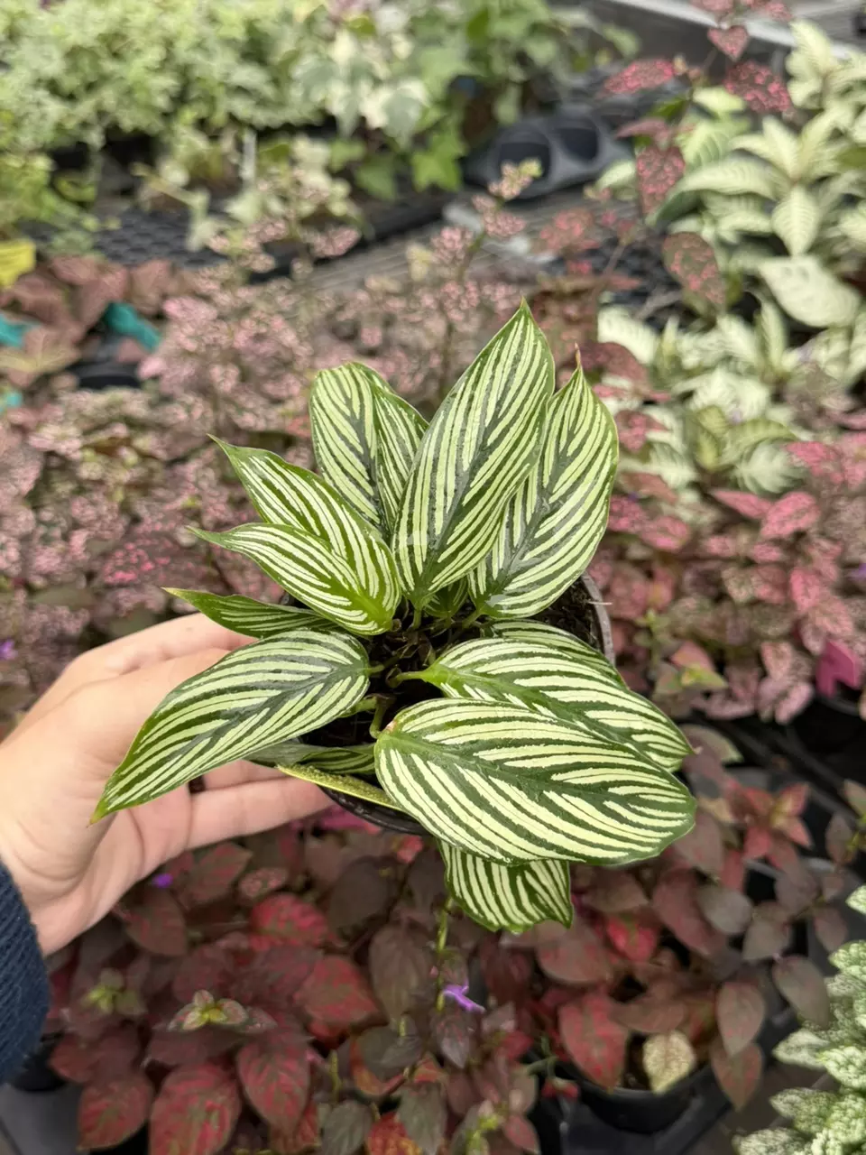 Calathea Vittata Specific 4” Pot 8662SMP | F thumbnail