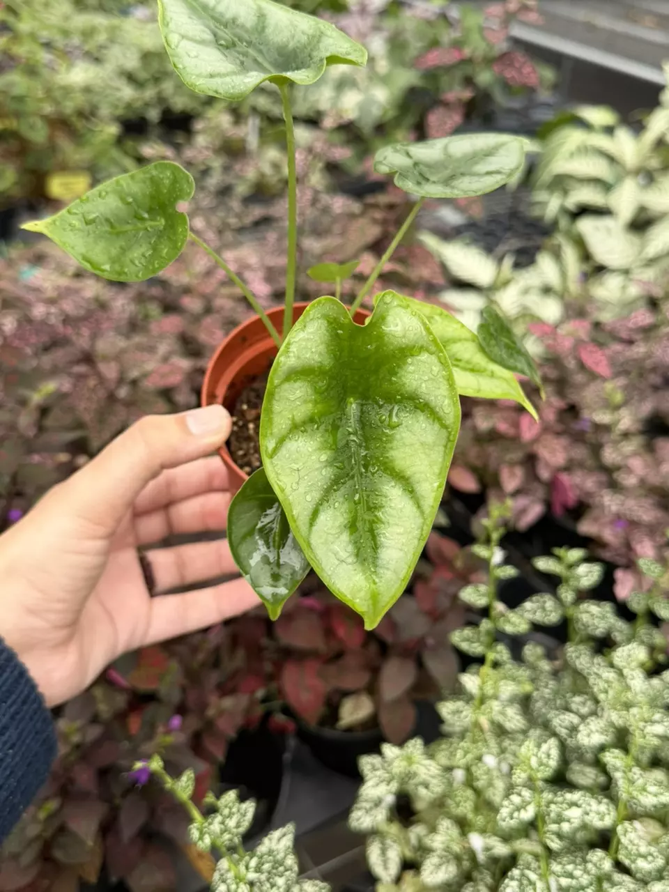 Alocasia Dewey’s Reversa Specific 4” Pot 8656SMP | F thumbnail