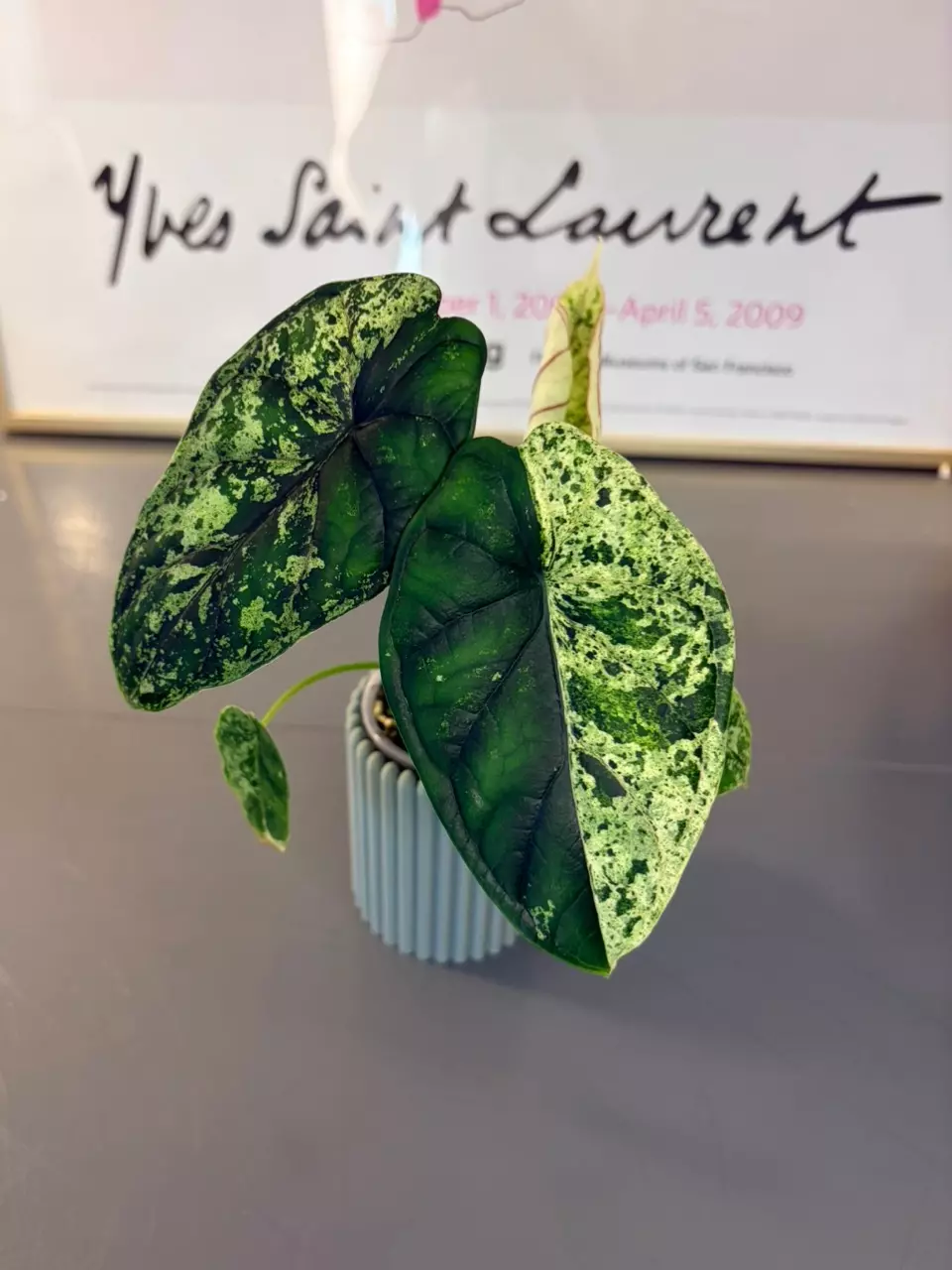Alocasia Varigated Dragon Scale Mint thumbnail