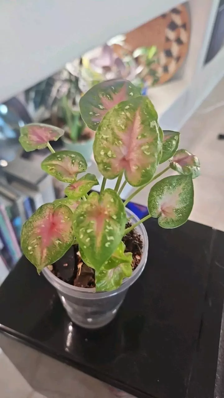 Caladium Bicolor #2 thumbnail