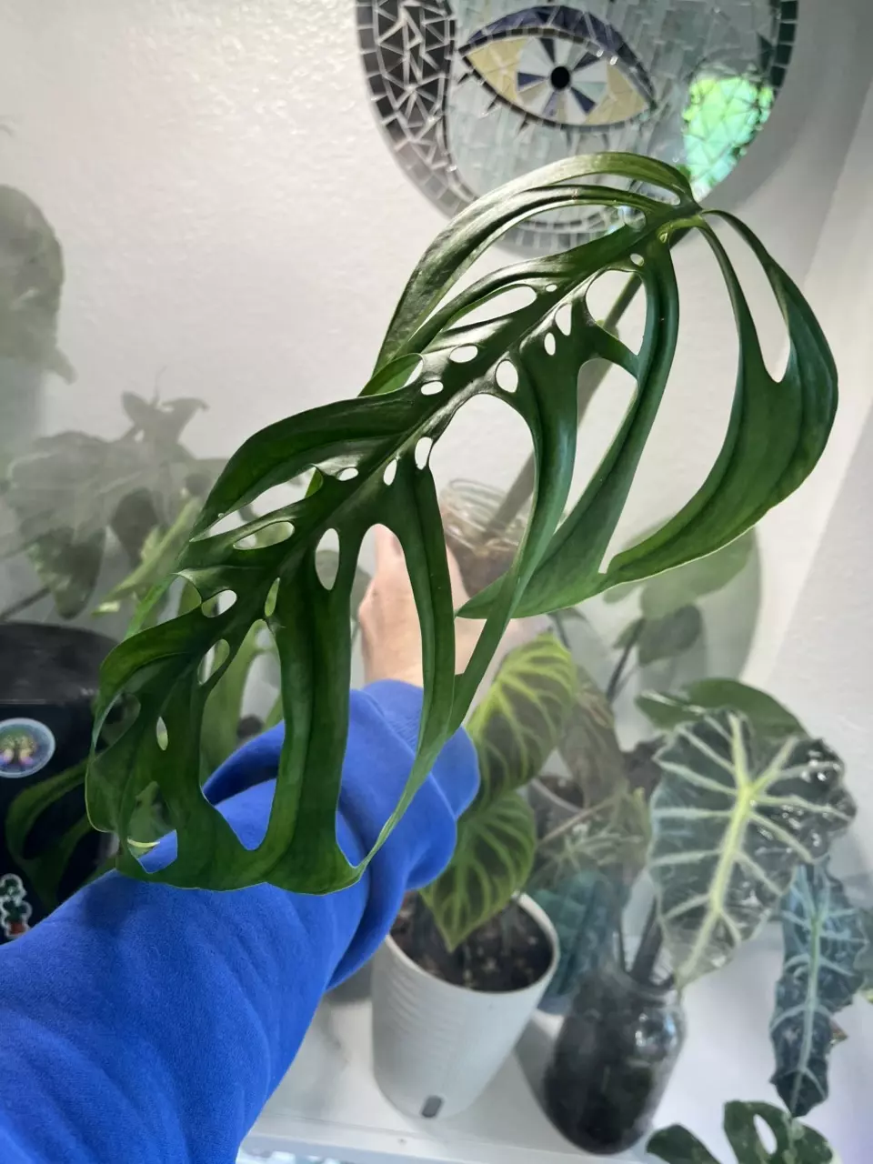 Monstera Esqueleto thumbnail