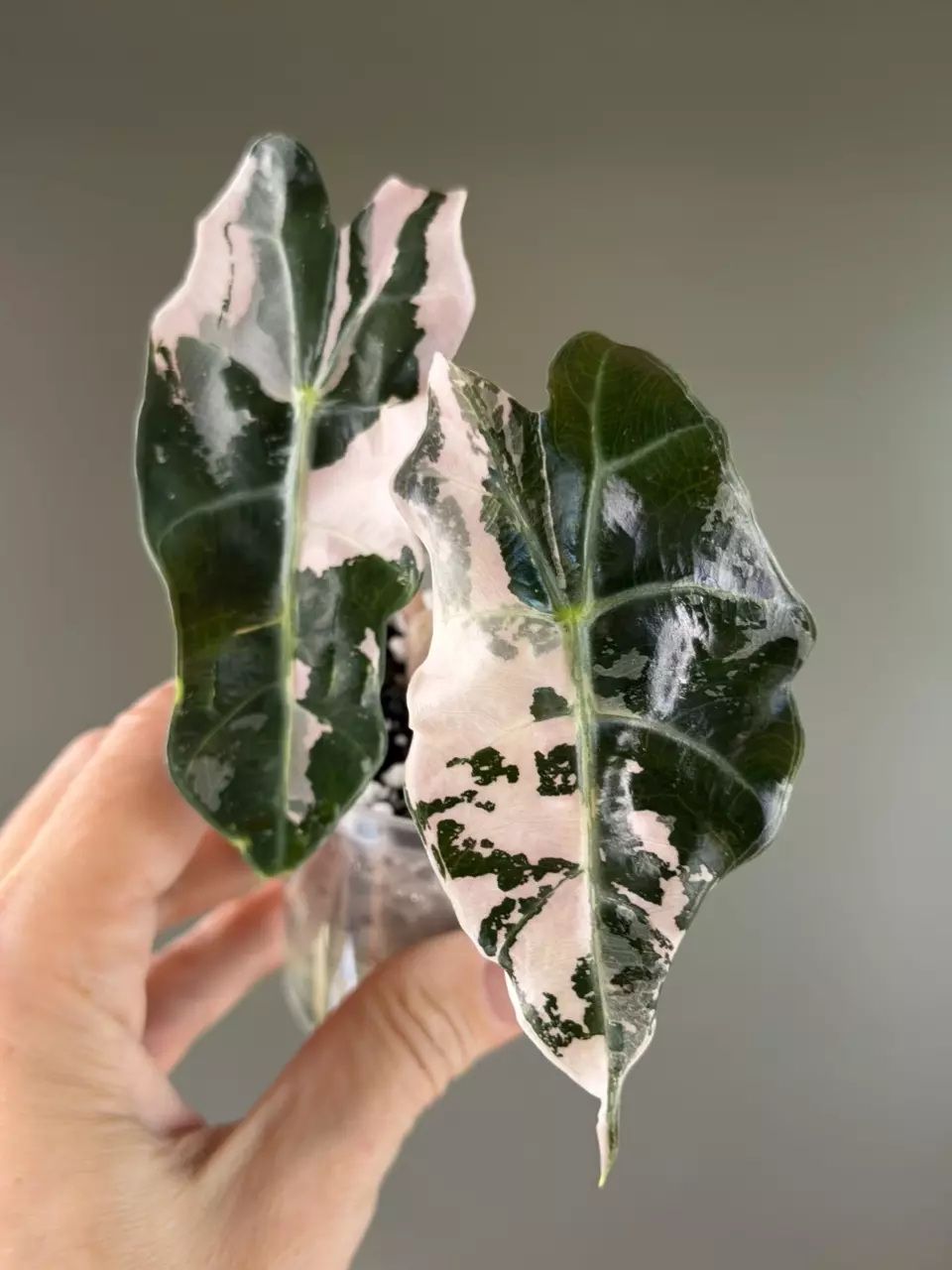 891 Alocasia Pink Polly thumbnail