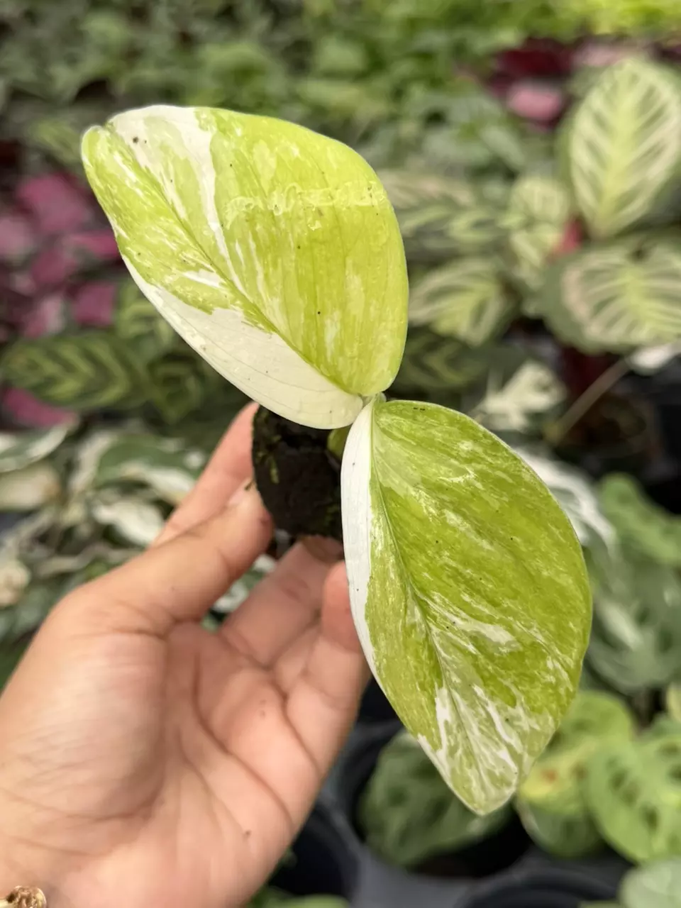 Variegated Monstera Lechleriana Specific Starter 8883HMP | F thumbnail