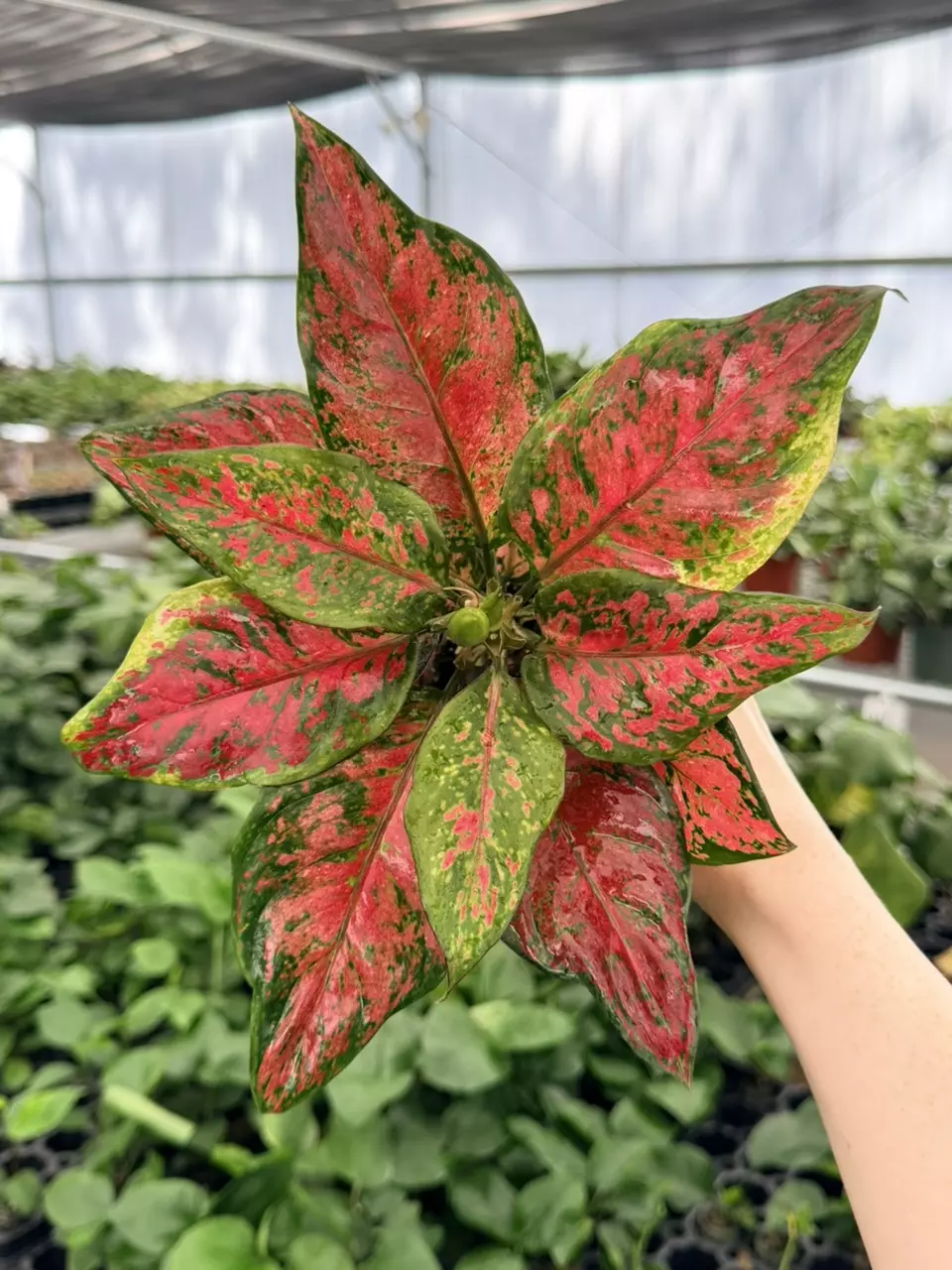 Algaonema Black Maroon Specific 4” Pot 8761FEP | F thumbnail