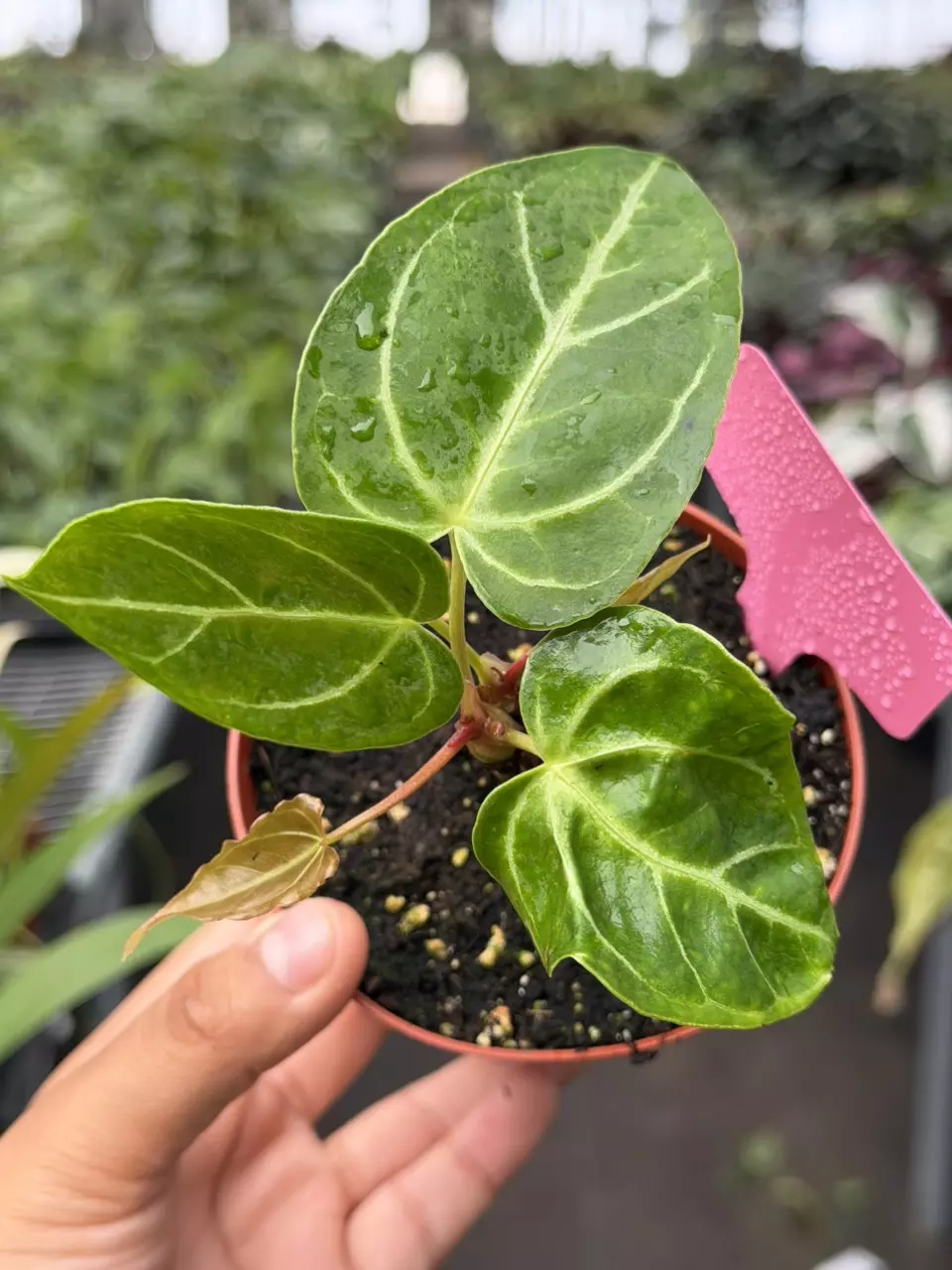 Anthurium Regale x Warocqueanum Specific 4” Pot 8873HMP | F thumbnail
