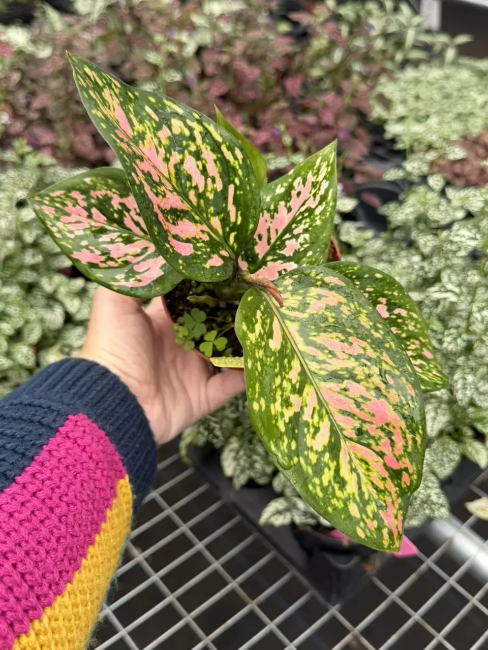 Aglaonema Lady Valentine Specific 4” 8657SMP | F thumbnail
