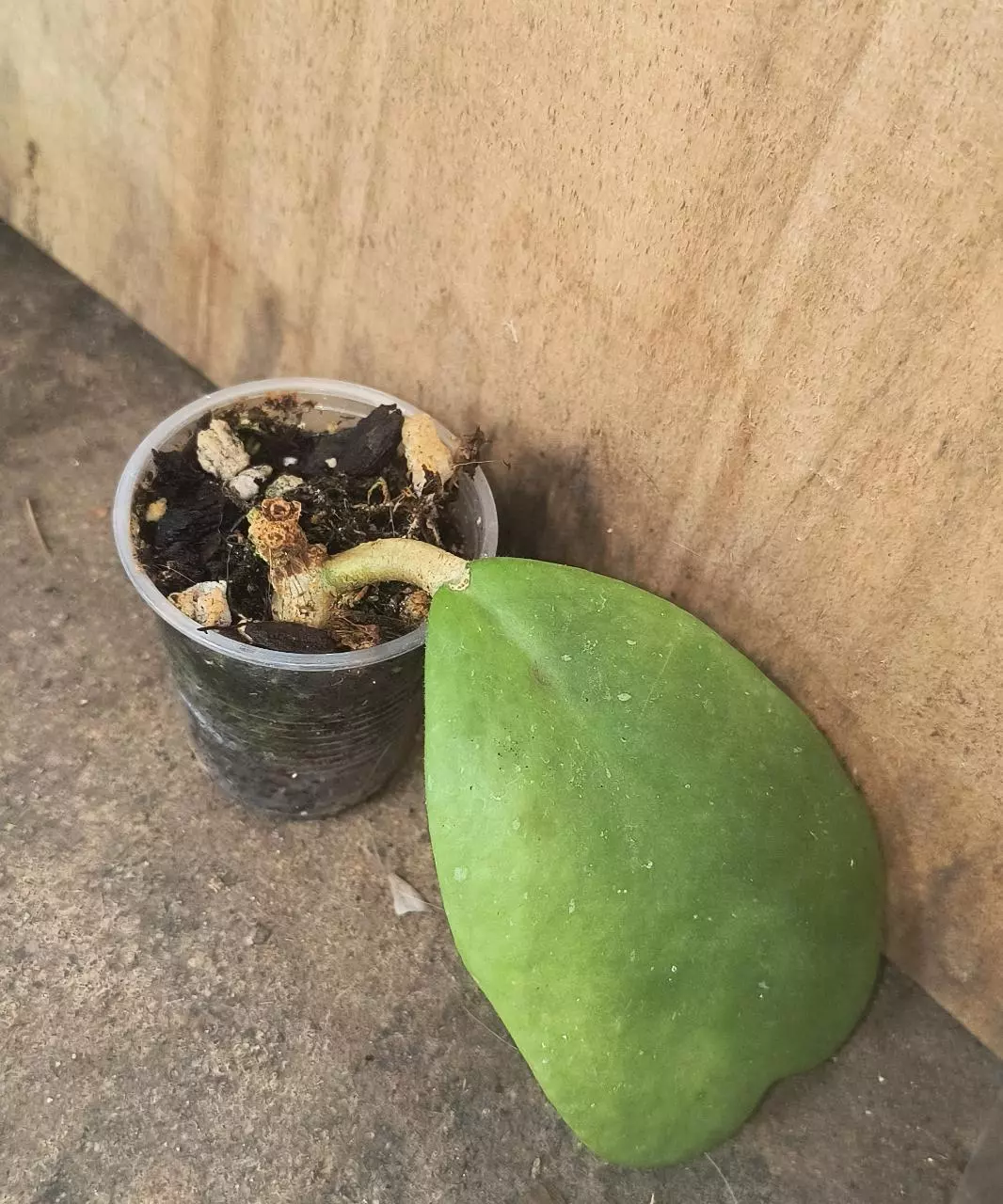 Hoya Kerrii thumbnail