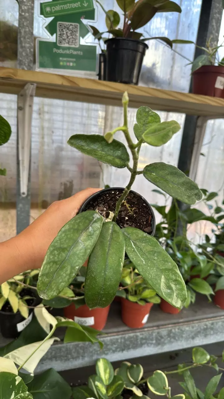 186 Hoya Villosa Long Leaf thumbnail