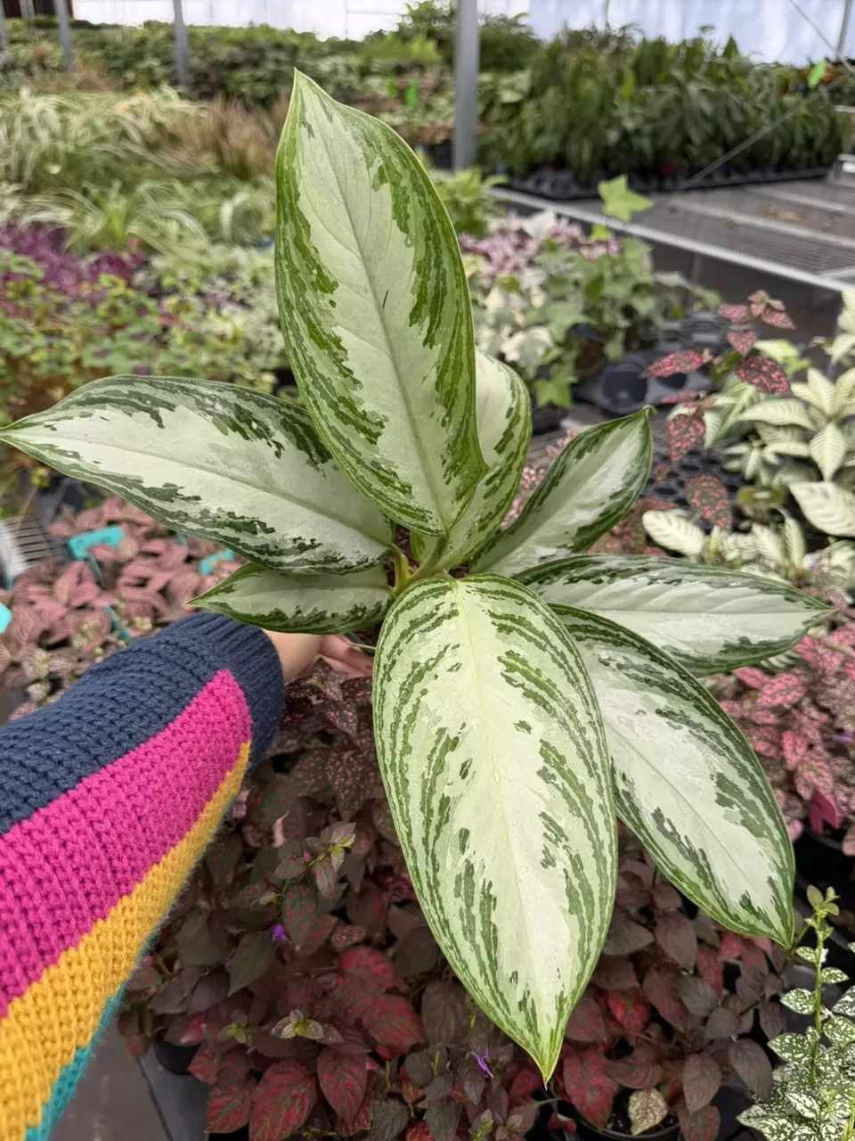 Aglaonema Silver Bay Specific 4” Pot 8658SMP | F thumbnail