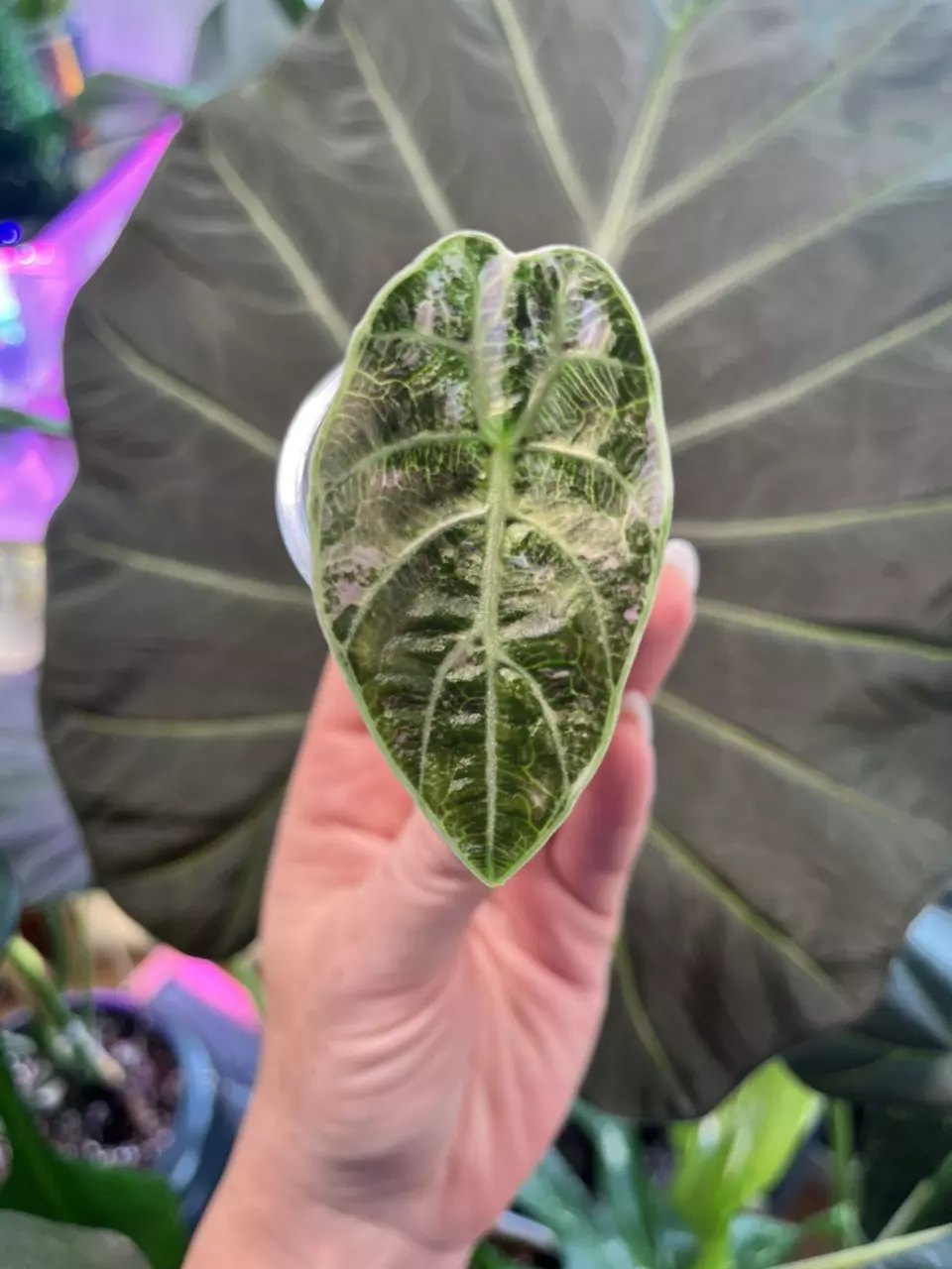 Pink Watsoniana Doff thumbnail