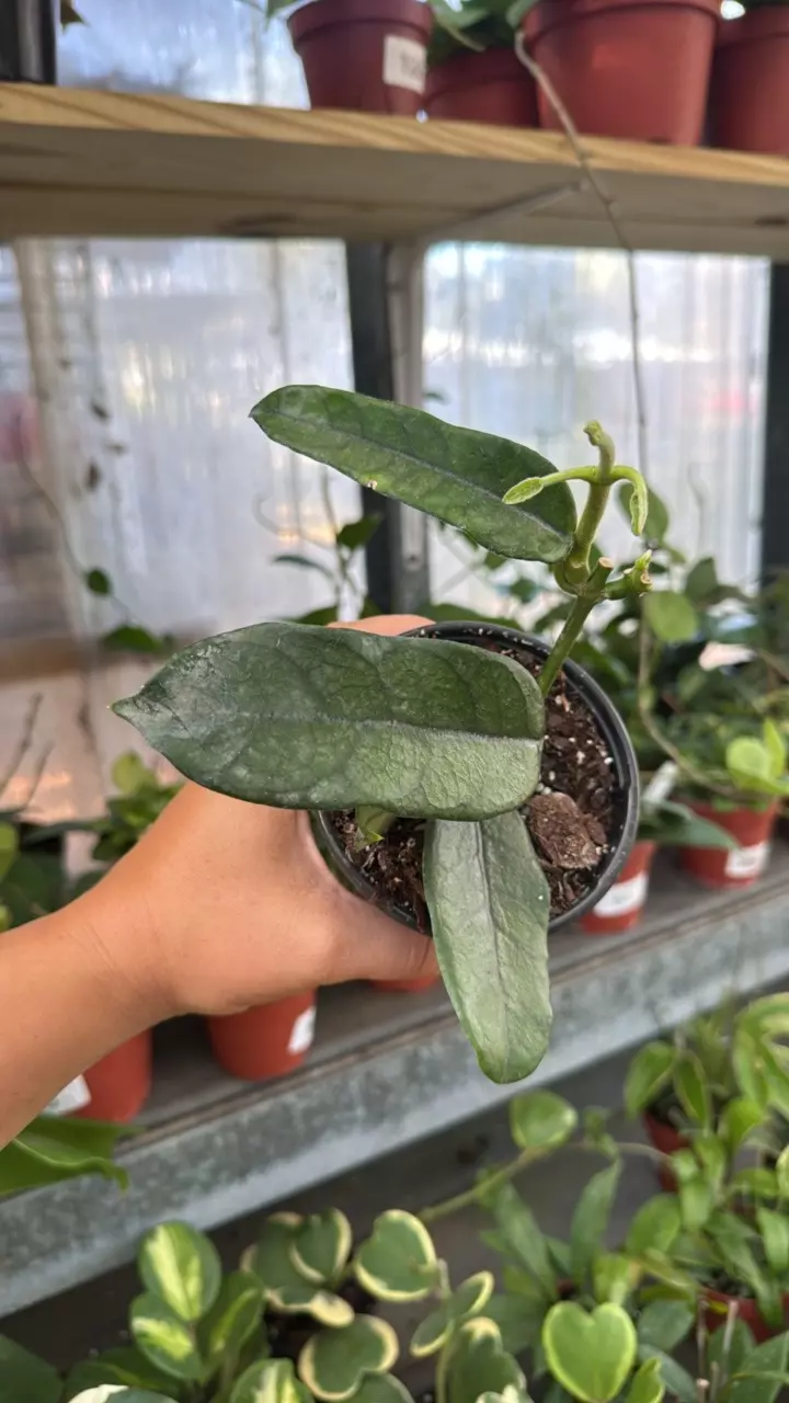 184 Hoya Villosa Long Leaf thumbnail