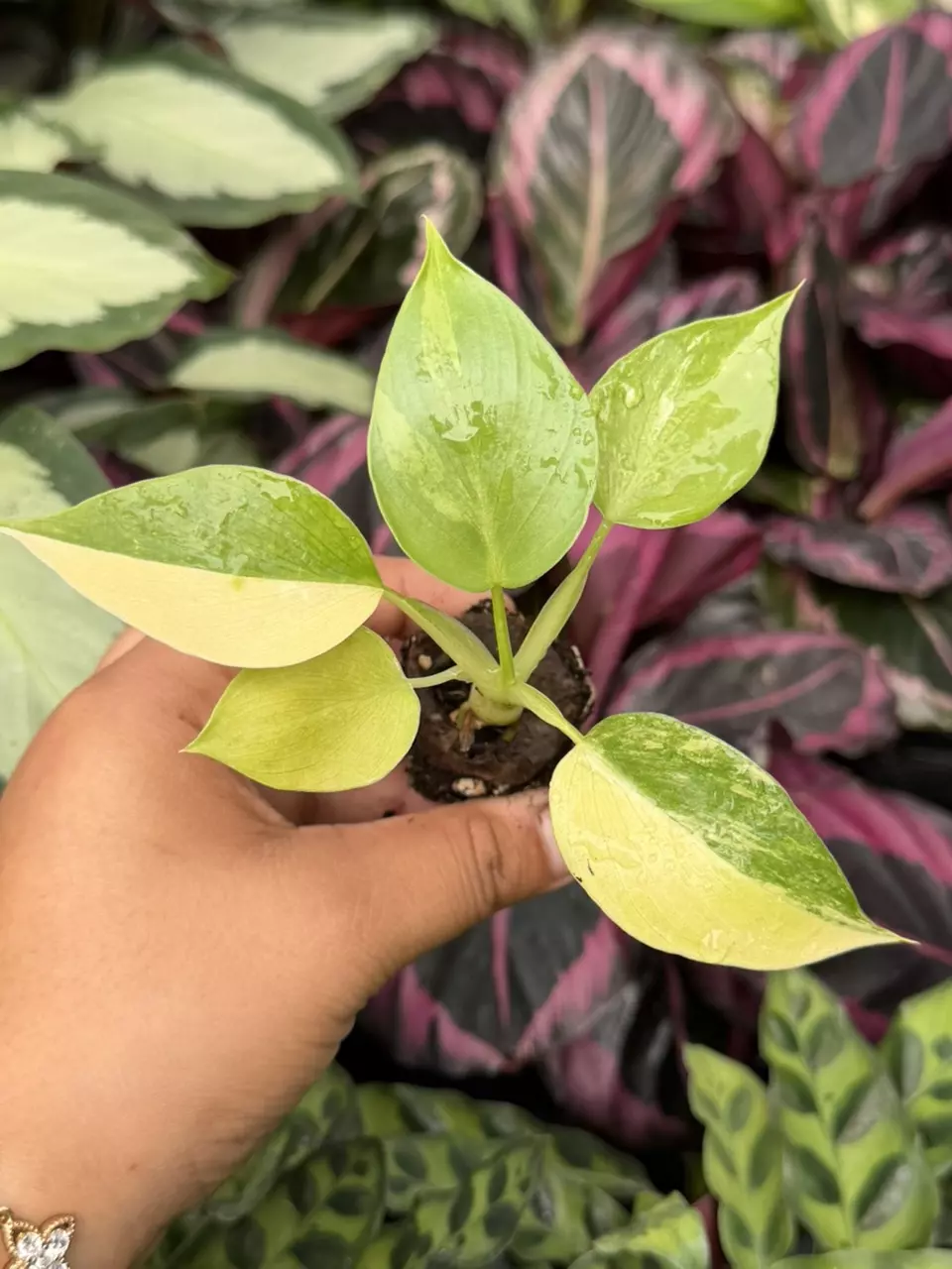 Philodendron Warscewiczii Variegated Specific Starter 8887HMP | F thumbnail
