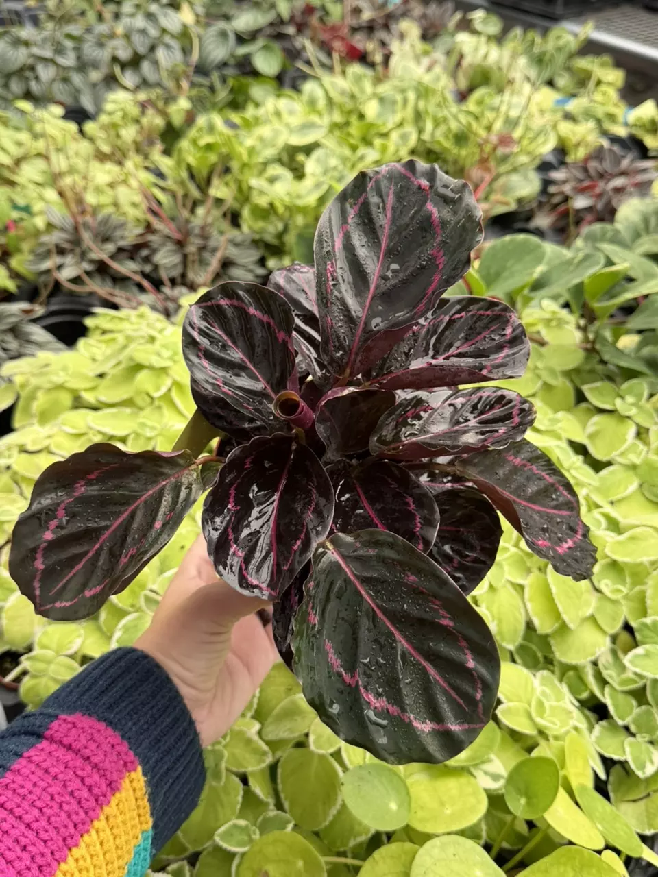 Calathea Dottie Specific 4” Pot 8659SMP | F thumbnail