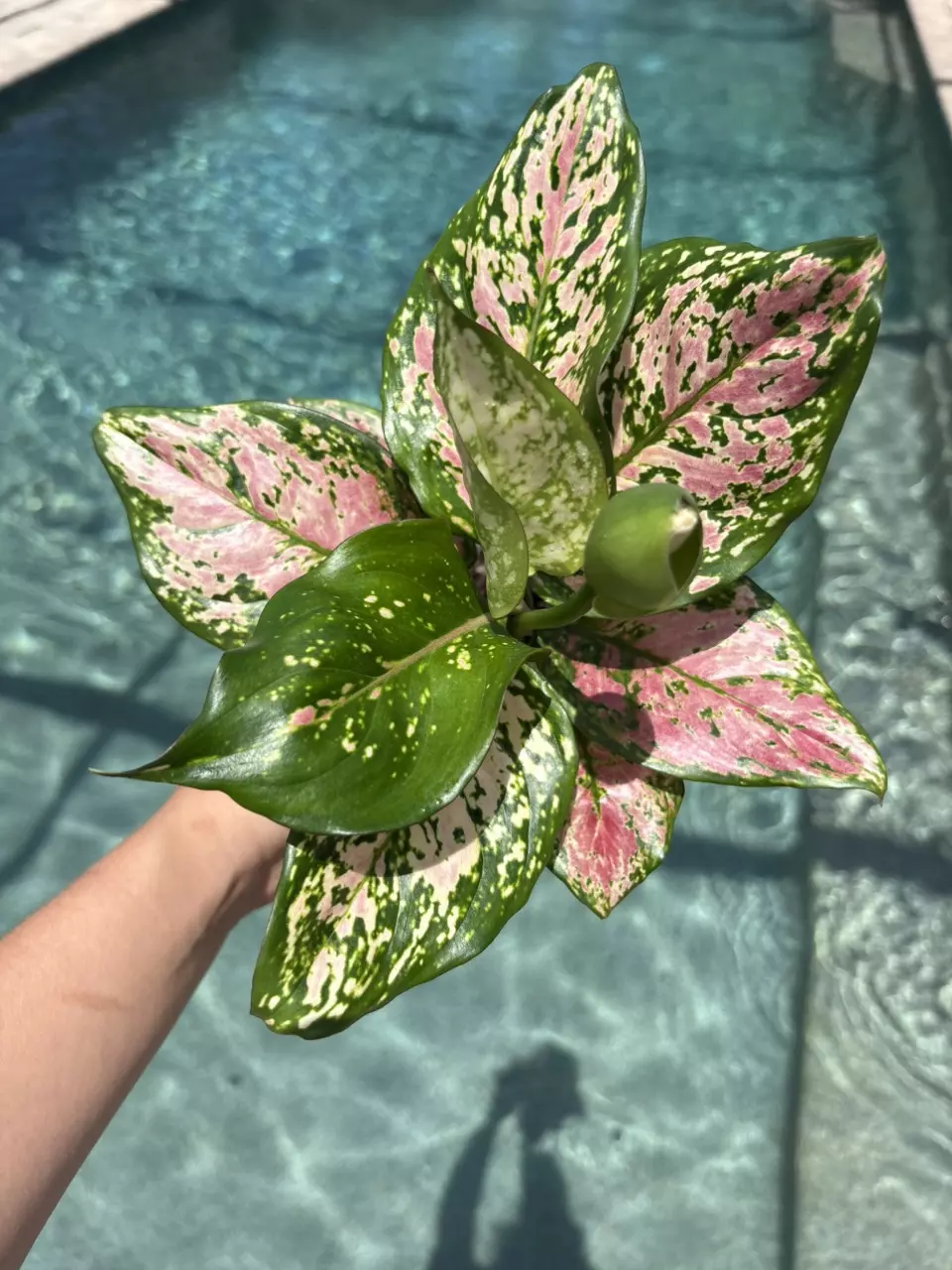Lady Valentine Aglaonema 309 thumbnail