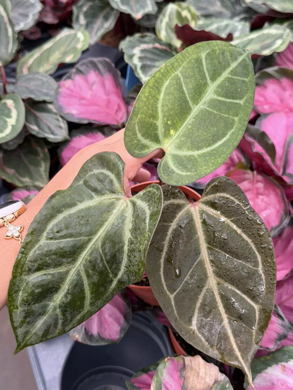 Anthurium Legend x Besseae Specific 4” Pot 8870HMP | F thumbnail