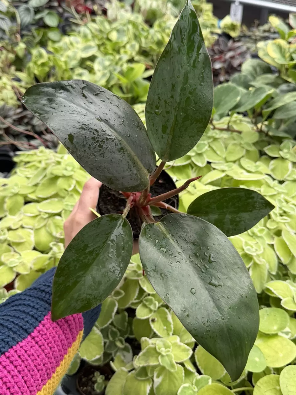 Philodendron Rojo Congo Specific 4” Pot 8653SMP | F thumbnail