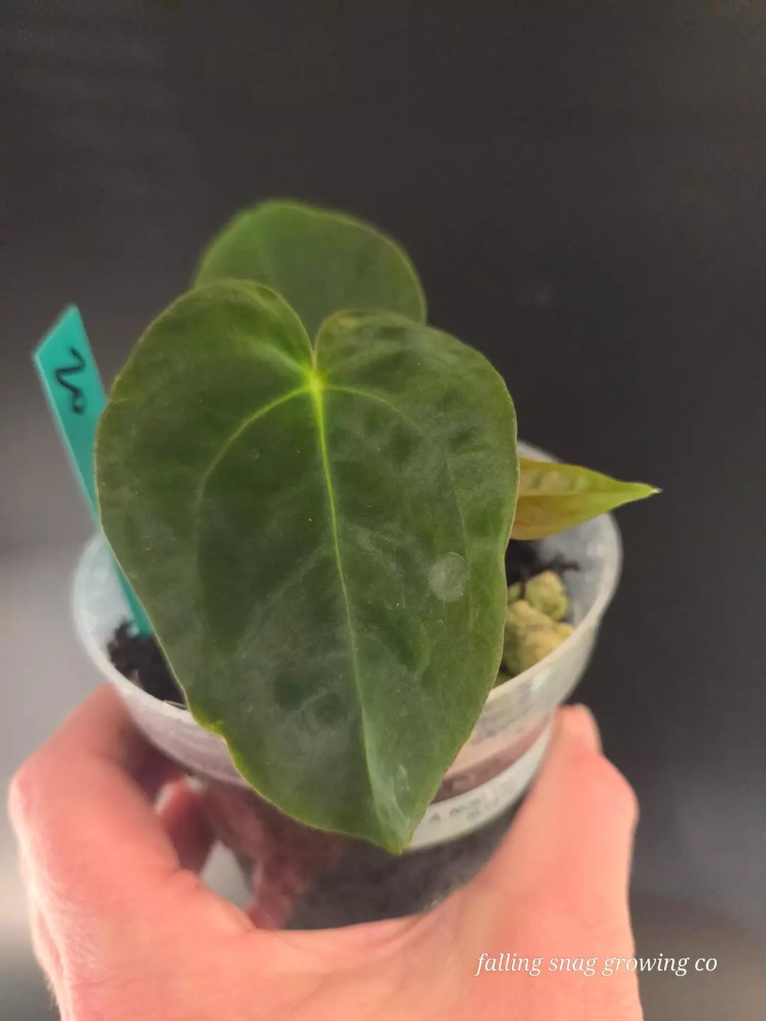 Anthurium NOID Theodore x RLFS F2 thumbnail